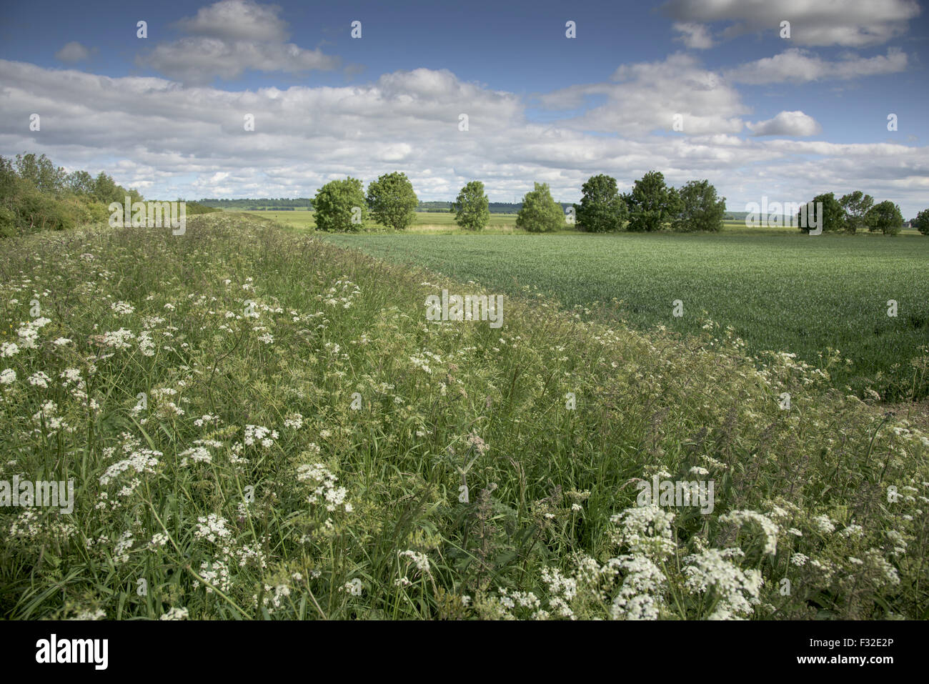 Grande frontiera della fauna selvatica accanto al campo dei seminativi, Blacktoft Sands RSPB Riserva Naturale, East Yorkshire, Inghilterra, Giugno Foto Stock
