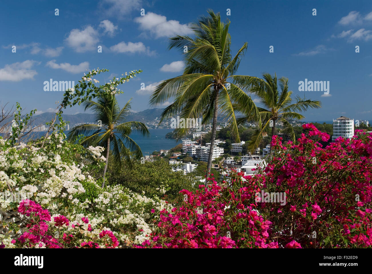 Bougainvilla rampicanti fiorite in Acapulco, Messico Foto Stock