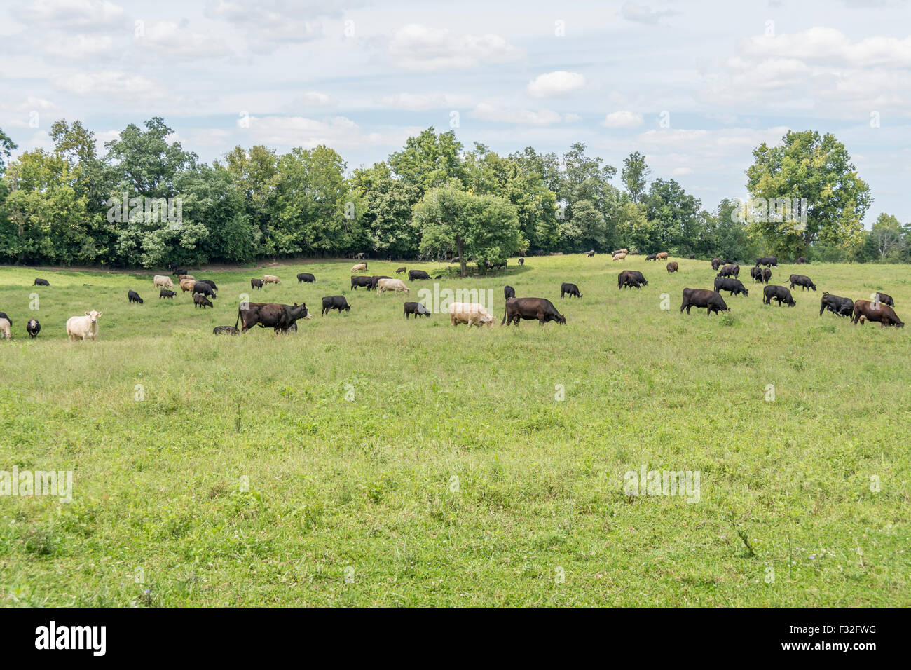 Allevamento se il pascolo di bestiame in una fattoria nell'area di Bluegrass del Kentucky, Stati Uniti d'America Foto Stock