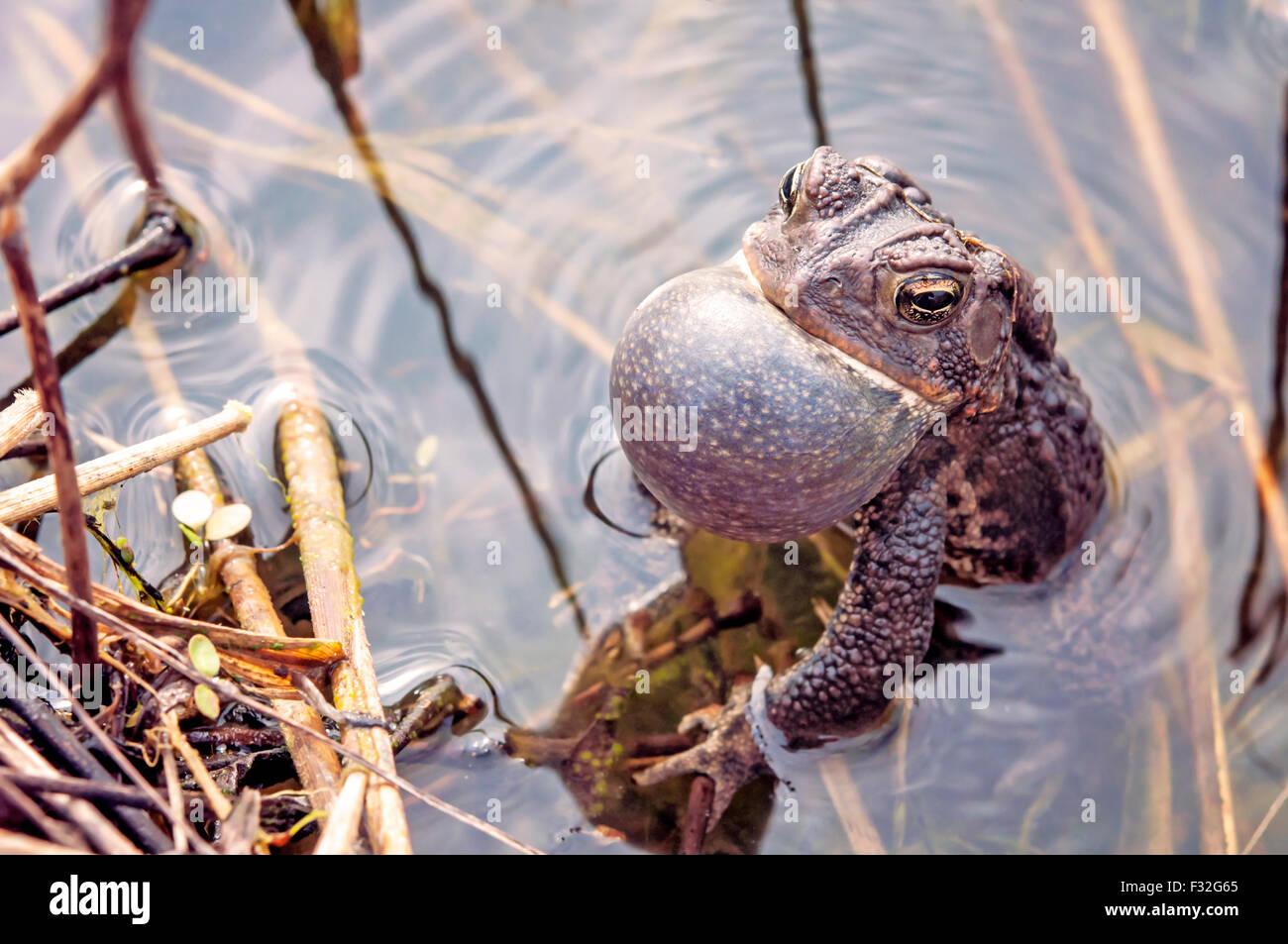 Bullfrog gracchia in stagno Foto Stock