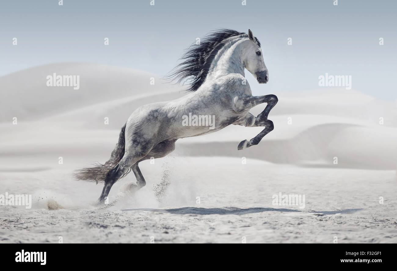 Immagine presentando la galoppante cavallino bianco Foto Stock