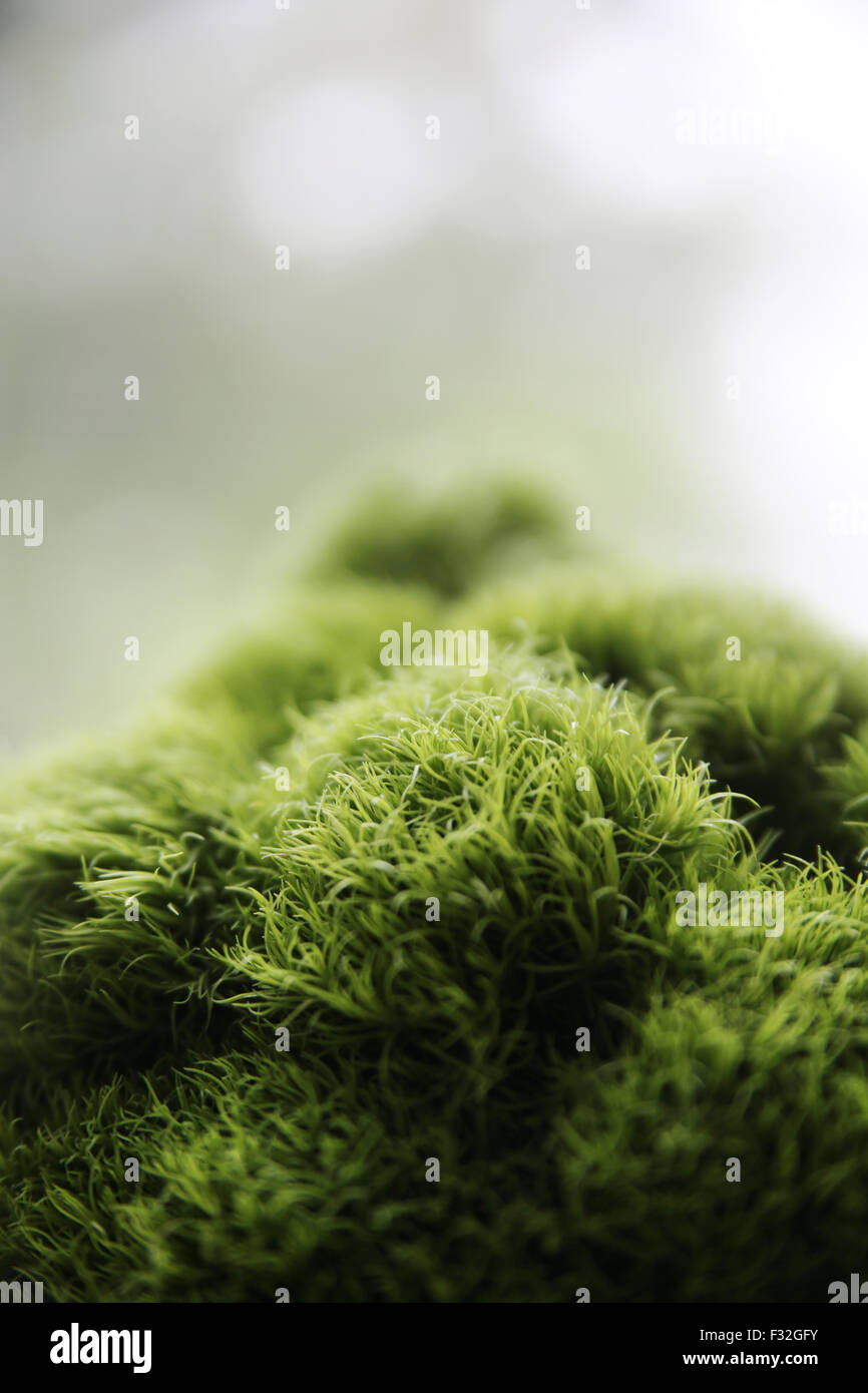 Interessante modello di natura selvaggia Foto Stock