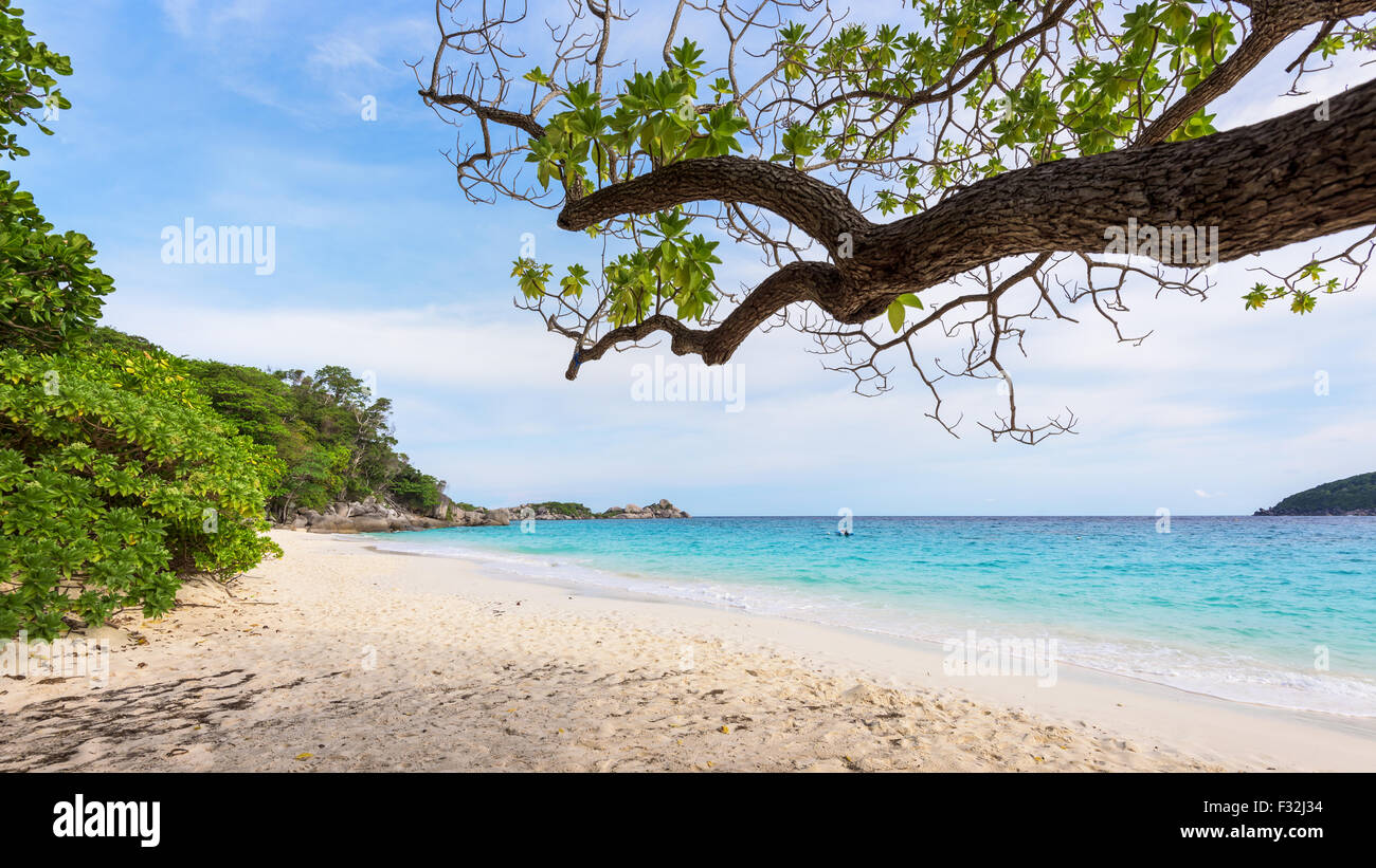 Bellissimo paesaggio cielo e mare blu sotto un albero verde presso la spiaggia di Koh Miang è un isola di attrazioni famose per le immersioni in um Ko Foto Stock
