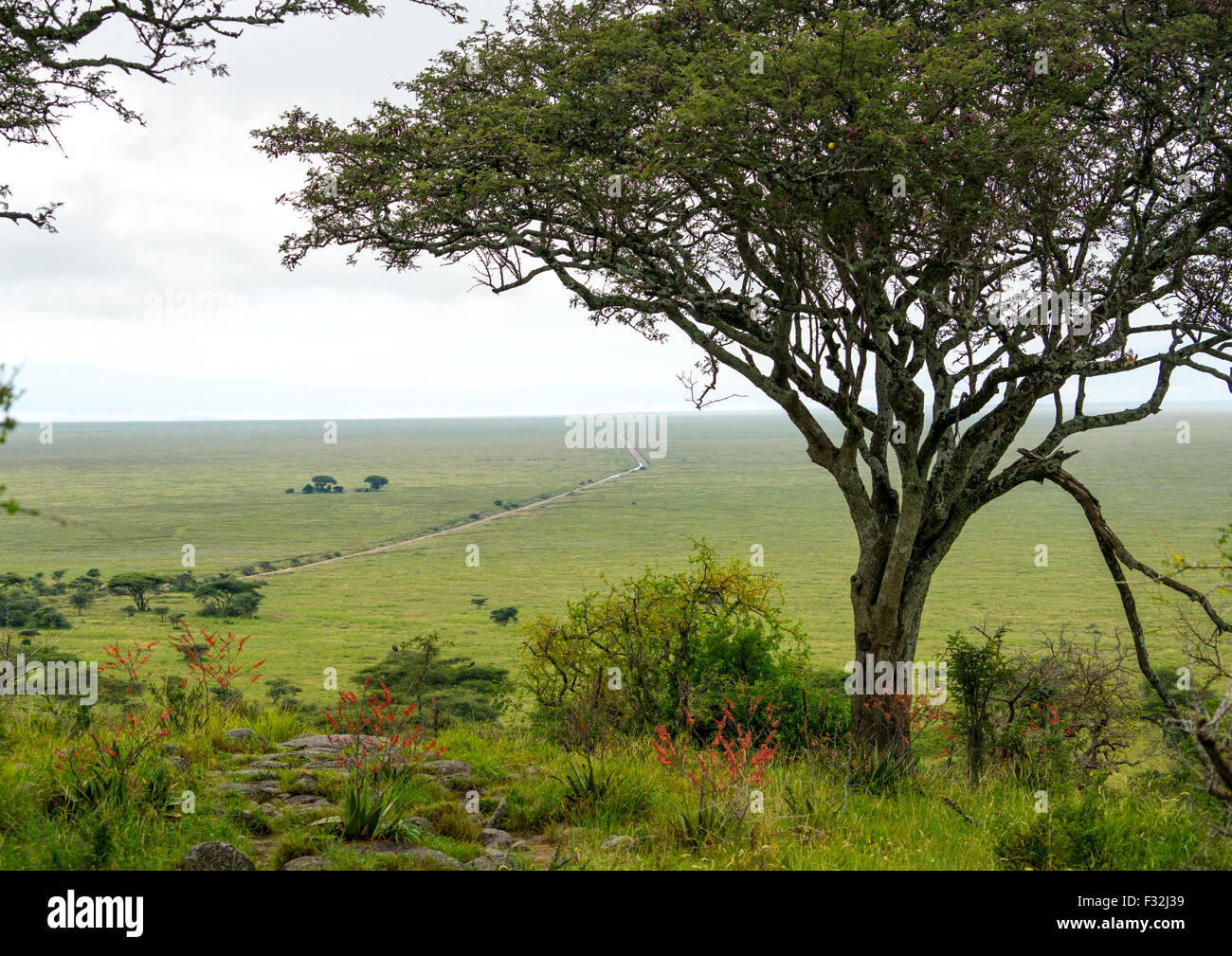 Tanzania, Mara, Serengeti National Park, vista sulla pianura Foto Stock