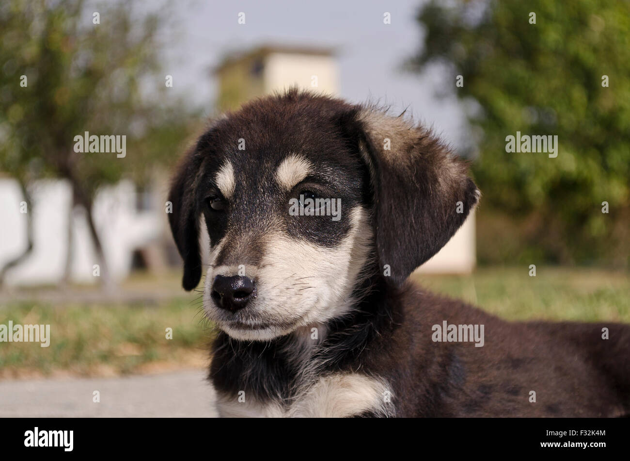 Ritratto di giovane cane seduto nel cortile del villaggio Foto Stock