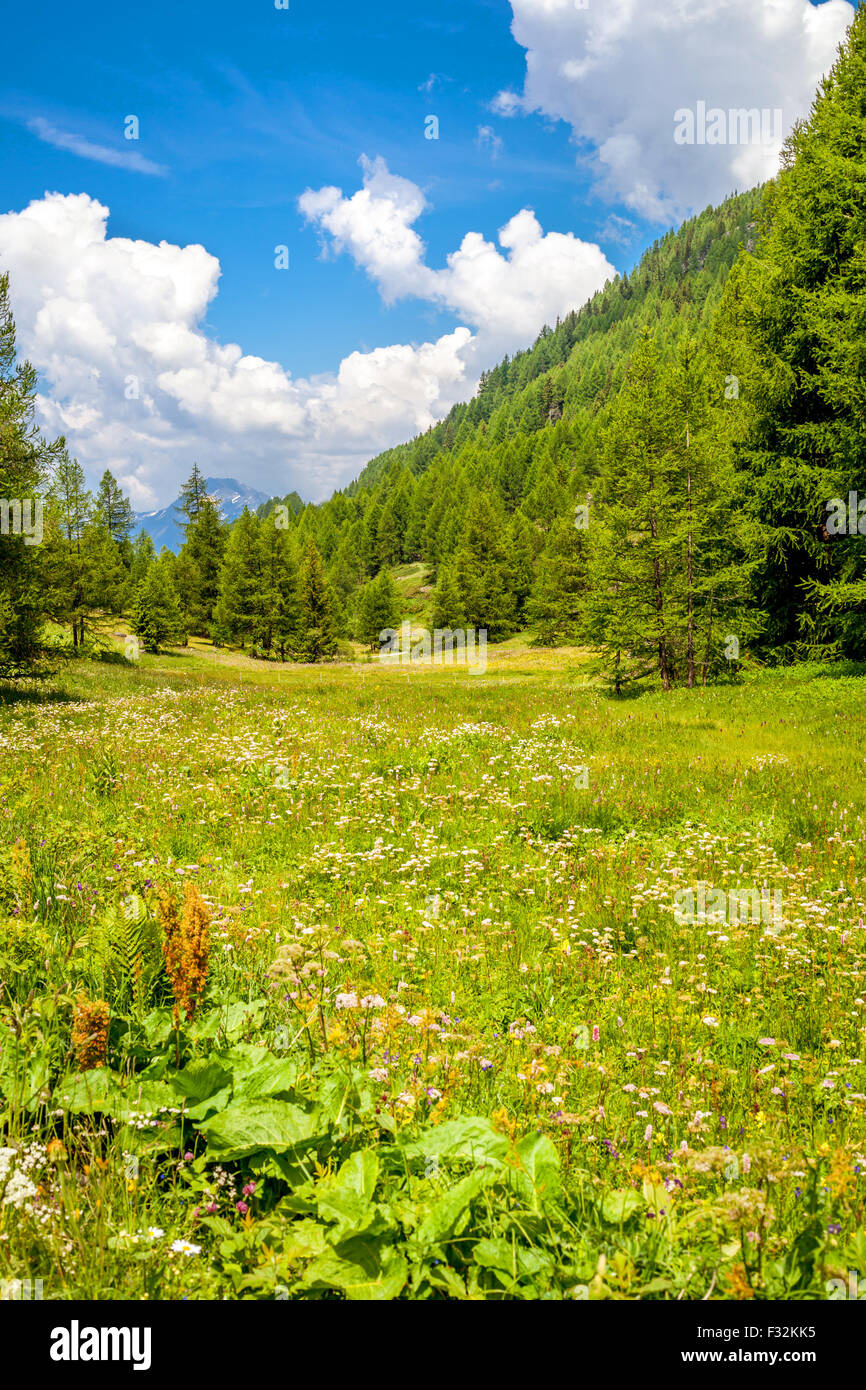 Paesaggio di montagna con un prato fiorito e la foresta di abeti Foto Stock