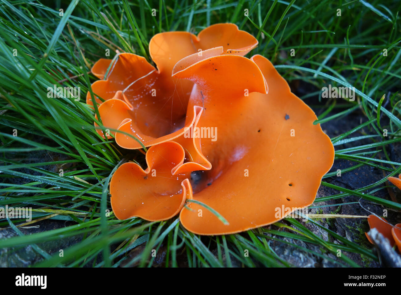 Buccia di arancia fungo funghi Aleuria aurantia nel Regno Unito Foto Stock