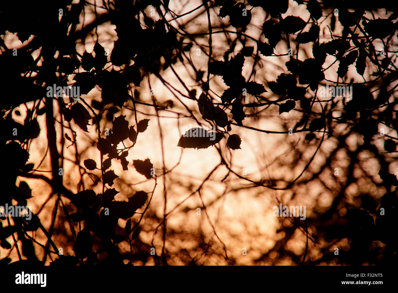Holly lascia stagliano al tramonto Foto Stock