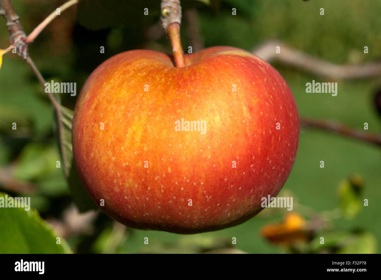 Boskoop, Boskop, Winter-Apfel, Foto Stock