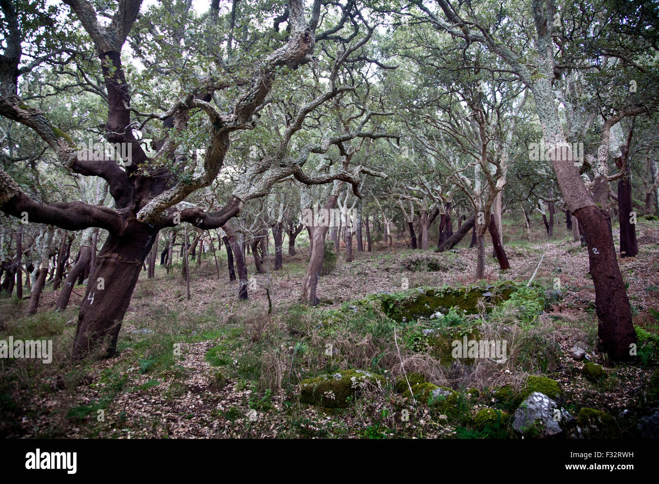 Foresta di raccolte alberi da sughero in Algarve, Portogallo. Foto Stock