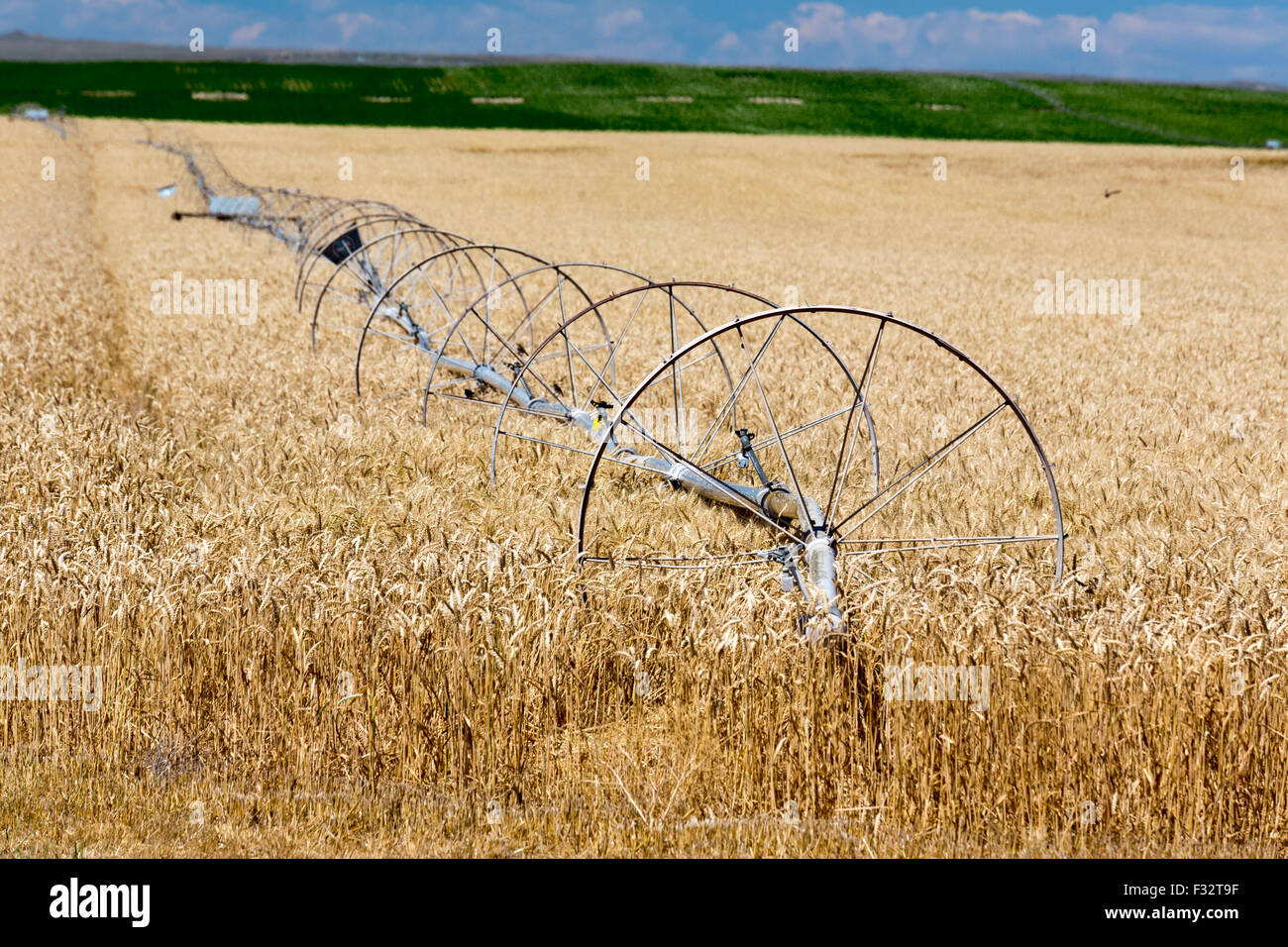 Moreland, Idaho - impianti di irrigazione in Idaho un campo di grano. Foto Stock