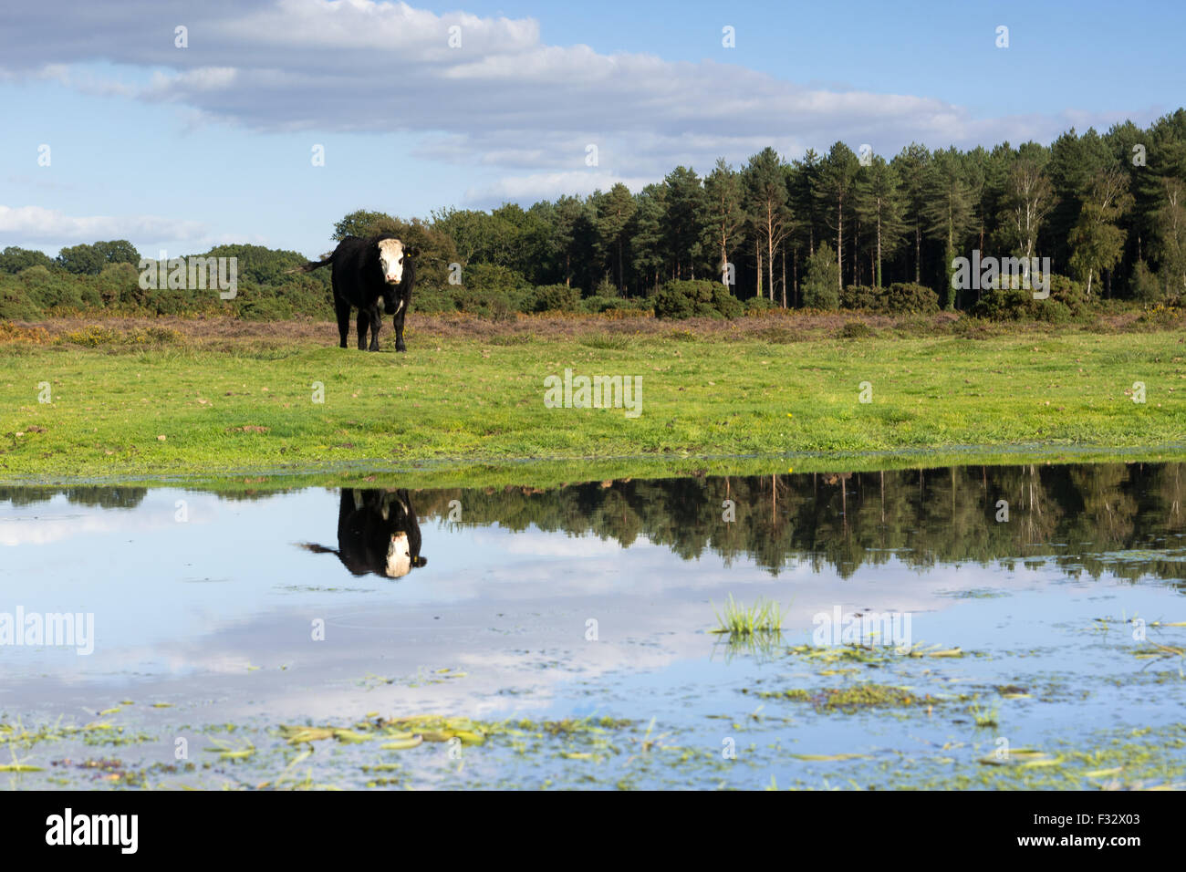 Mucca nera con faccia bianca nella nuova foresta, Hampshire, Regno Unito con la riflessione in acqua. Foto Stock