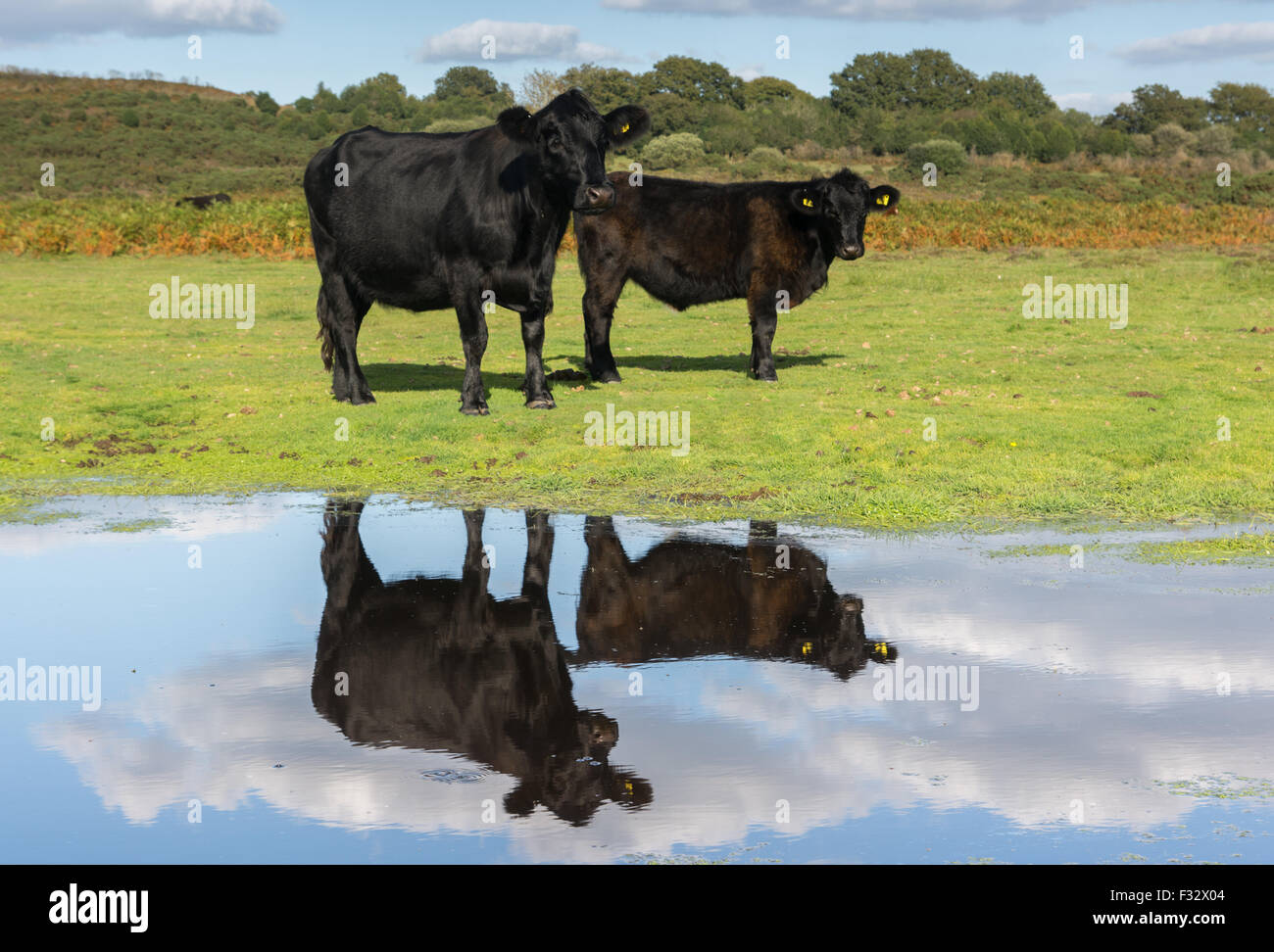 Due mucche nero nella nuova foresta, Hampshire, Regno Unito con la riflessione in acqua. Foto Stock