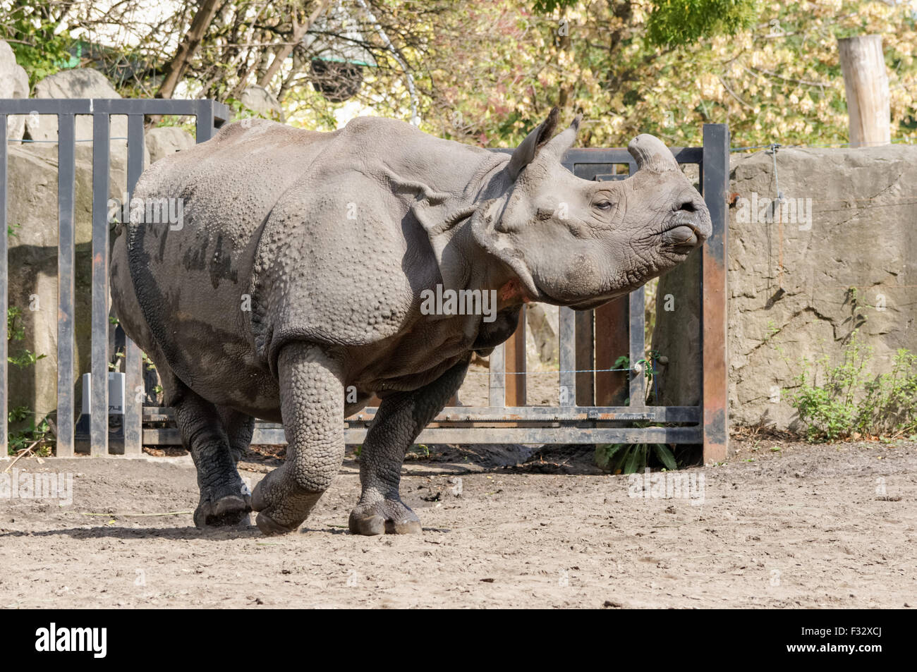 Il rinoceronte indiano (Rhinoceros unicornis) presso lo Zoo di Varsavia, Polonia Foto Stock