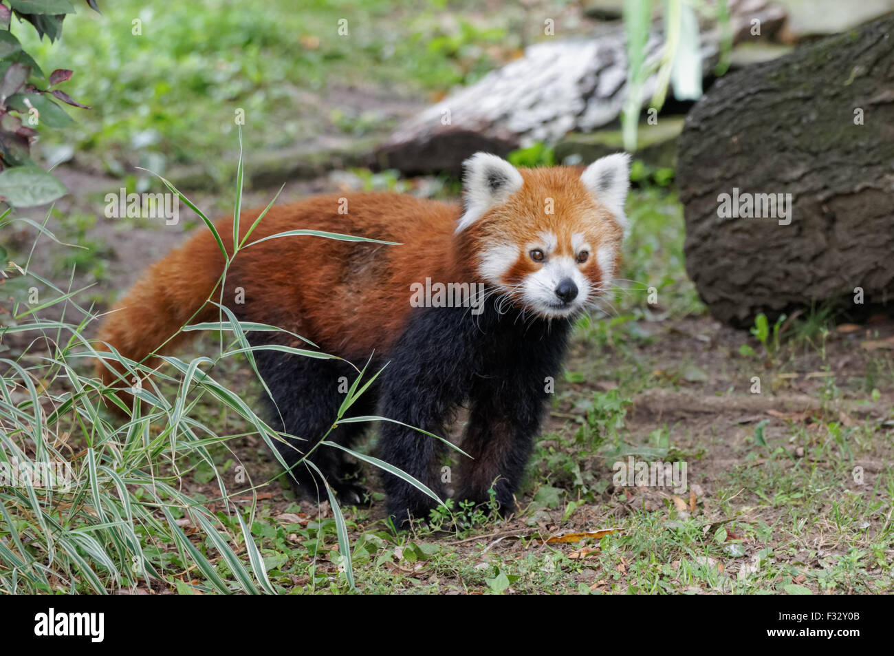 Il panda rosso (Ailurus fulgens) allo Zoo, Plock Polonia Foto Stock