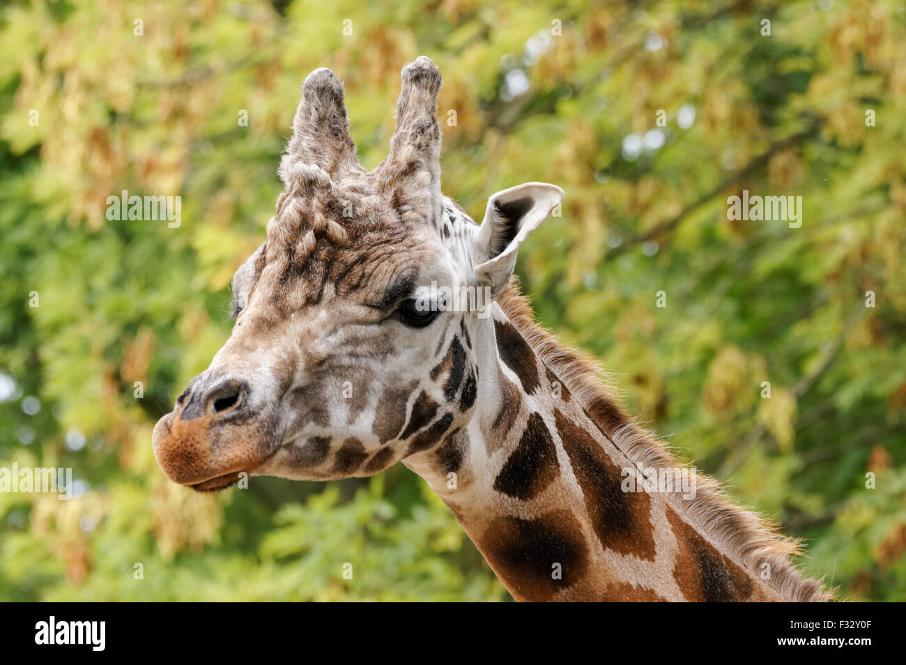 Primo piano ritratto della giraffa di Rothschild Foto Stock