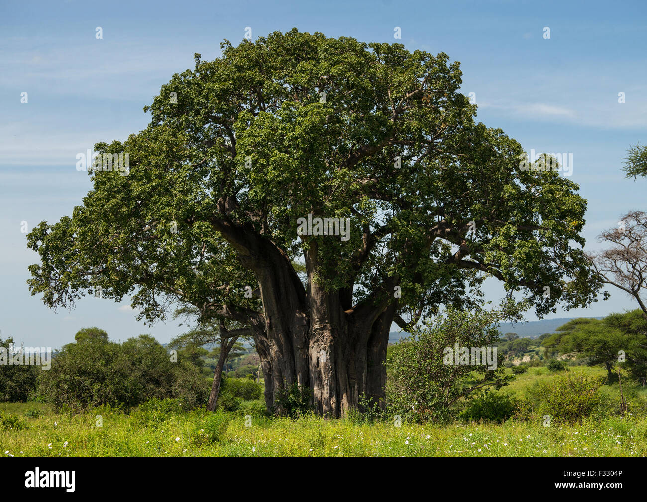 Tanzania, Karatu, Parco Nazionale di Tarangire e, grandi baobab (adansonia digitata) con foglie di colore verde Foto Stock