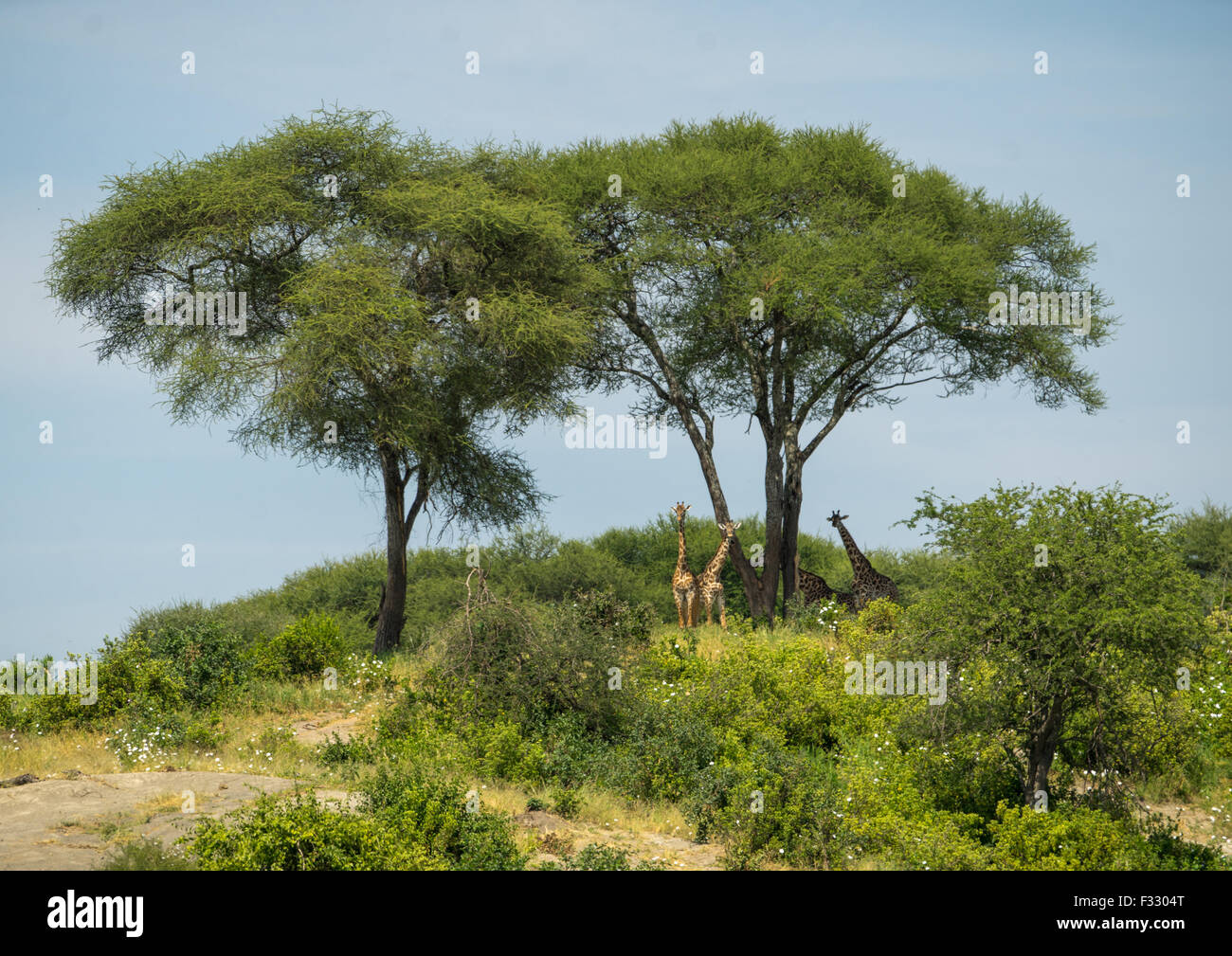 Tanzania, Karatu, Parco Nazionale di Tarangire e, giraffe (giraffa camelopardalis) sotto gli alberi di acacia Foto Stock
