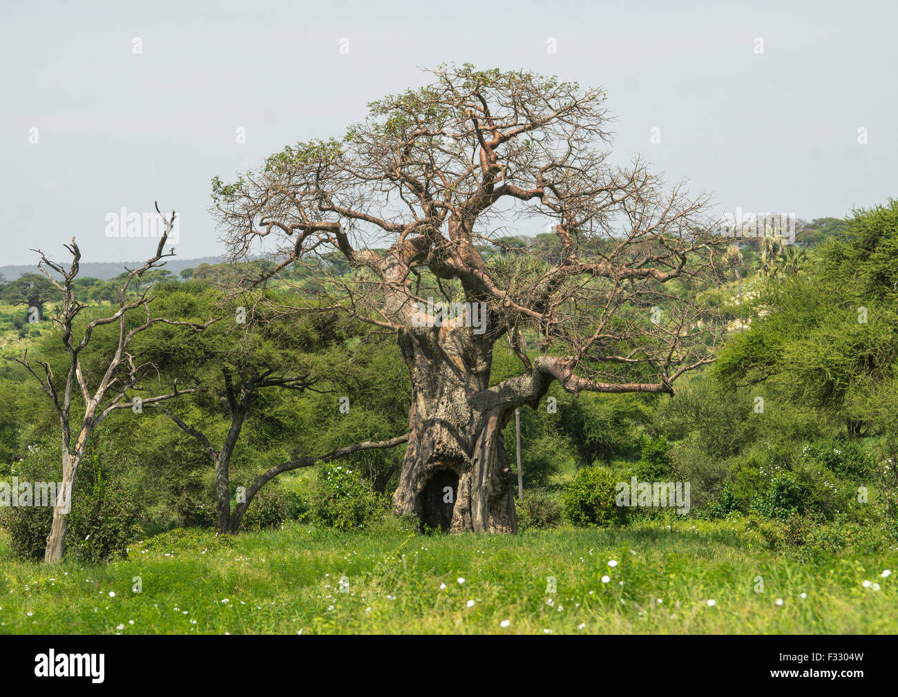 Tanzania, Karatu, Parco Nazionale di Tarangire e, grandi baobab (adansonia digitata) Foto Stock