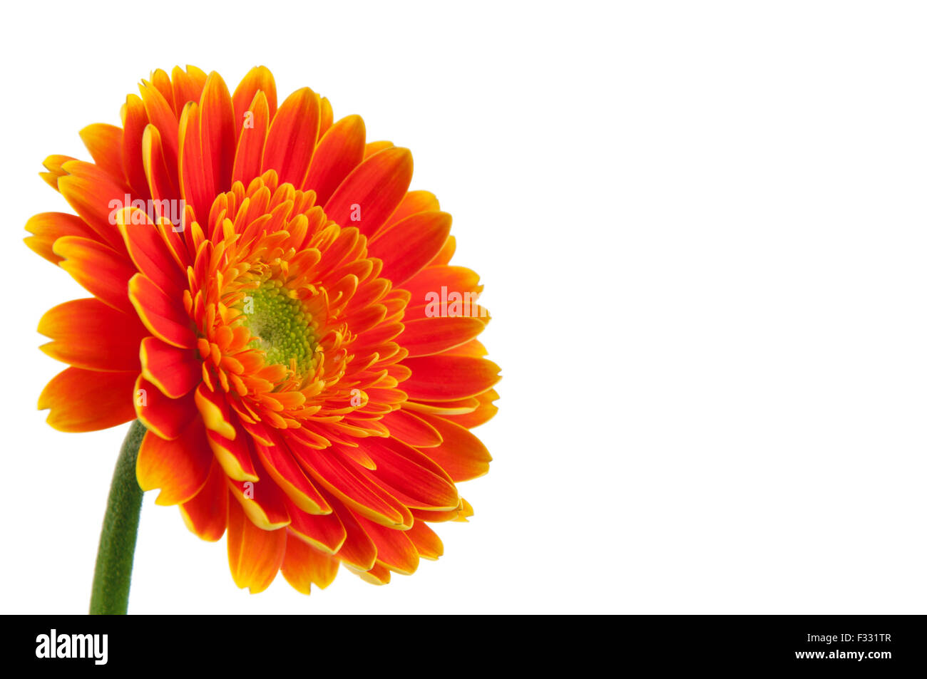 Daisy orange gerbera Flower su bianco Foto Stock
