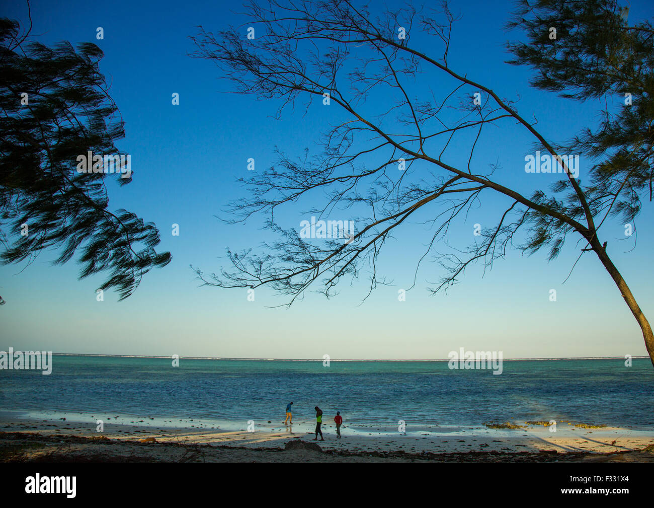 Tanzania, Zanzibar, Kizimkazi, alberi su di una spiaggia di sabbia Foto Stock