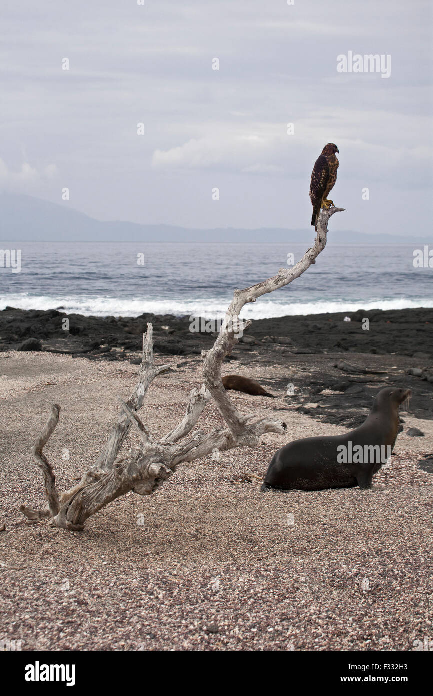 Galapagos Hawk (Buteo galapagoensis) e Galapagos Sea Lion (Zalophus wollebaeki) sull'isola di Fernandina Foto Stock
