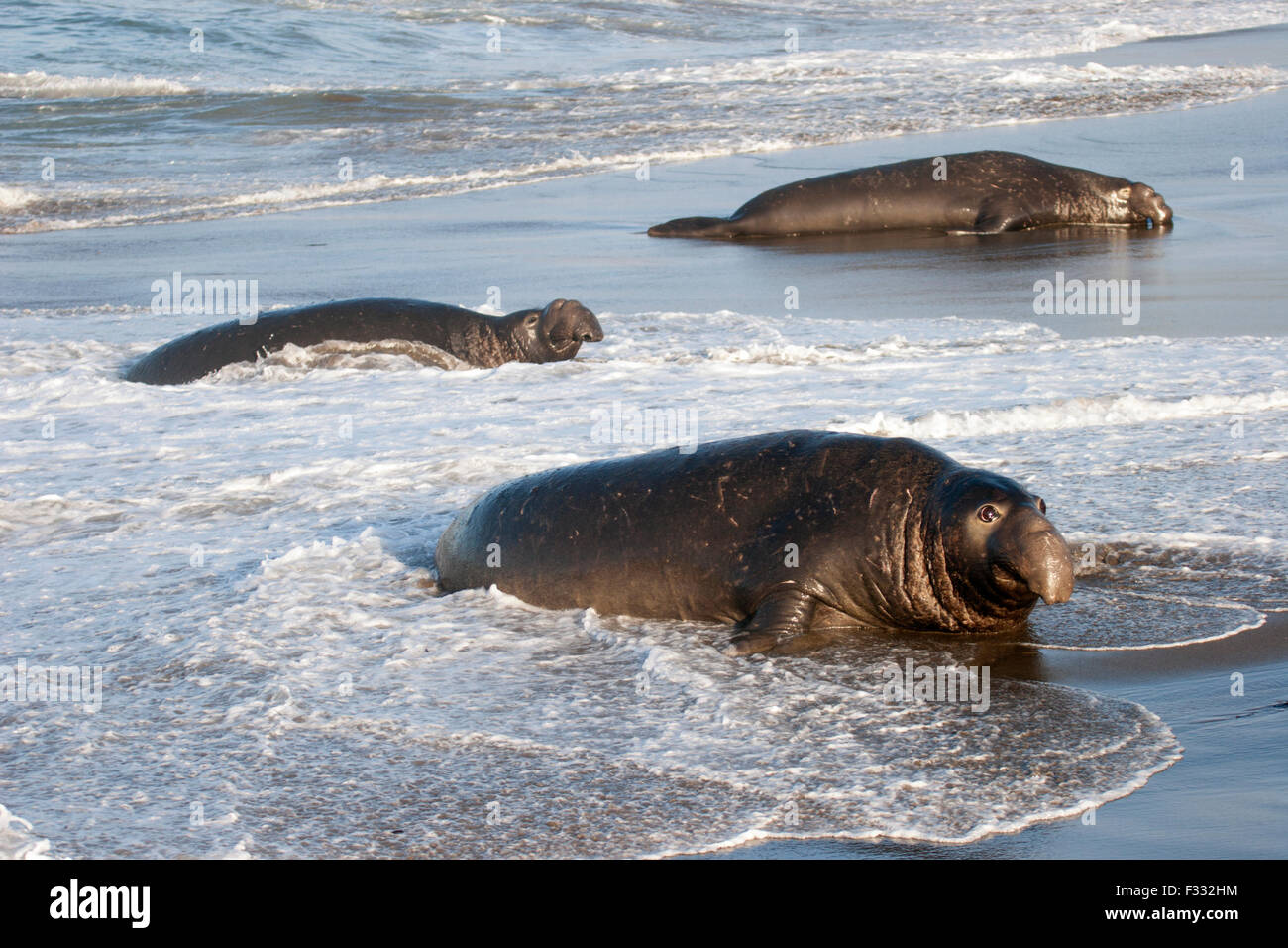 Le foche degli elefanti settentrionali (Mirounga angustirostris) maschi dominanti che emergono dalle acque oceaniche su una costa californiana. Foto Stock