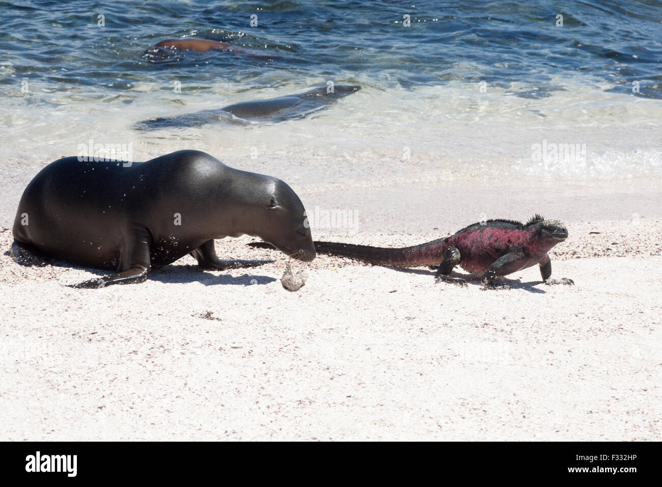 Galapagos Sea Lion (Zalophus wollebaeki) insegue Iguana Marina maschio di colore rosso della stagione di riproduzione (Amblyrhynchus cristatus) sulla spiaggia dell'isola di Espanola Foto Stock