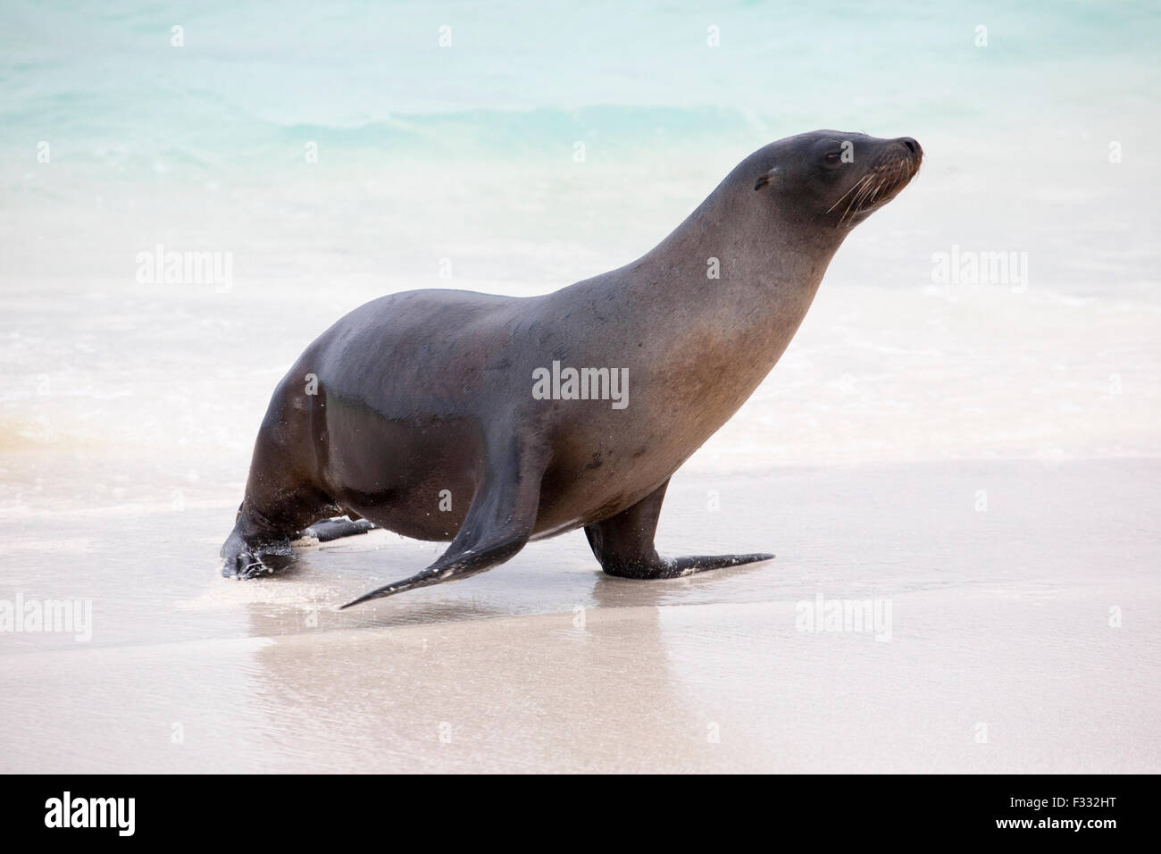 Le Galapagos Sea Lion (Zalophus wollebaeki) uscente dell'oceano Foto Stock