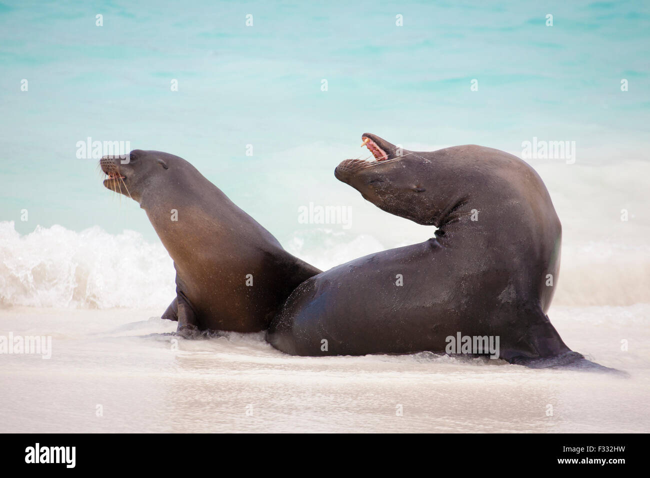 Galapagos Sea Lions (Zalophus wollebaeki) che giocano nel surf in una spiaggia sull'isola di Espanola nelle Galapagos Foto Stock