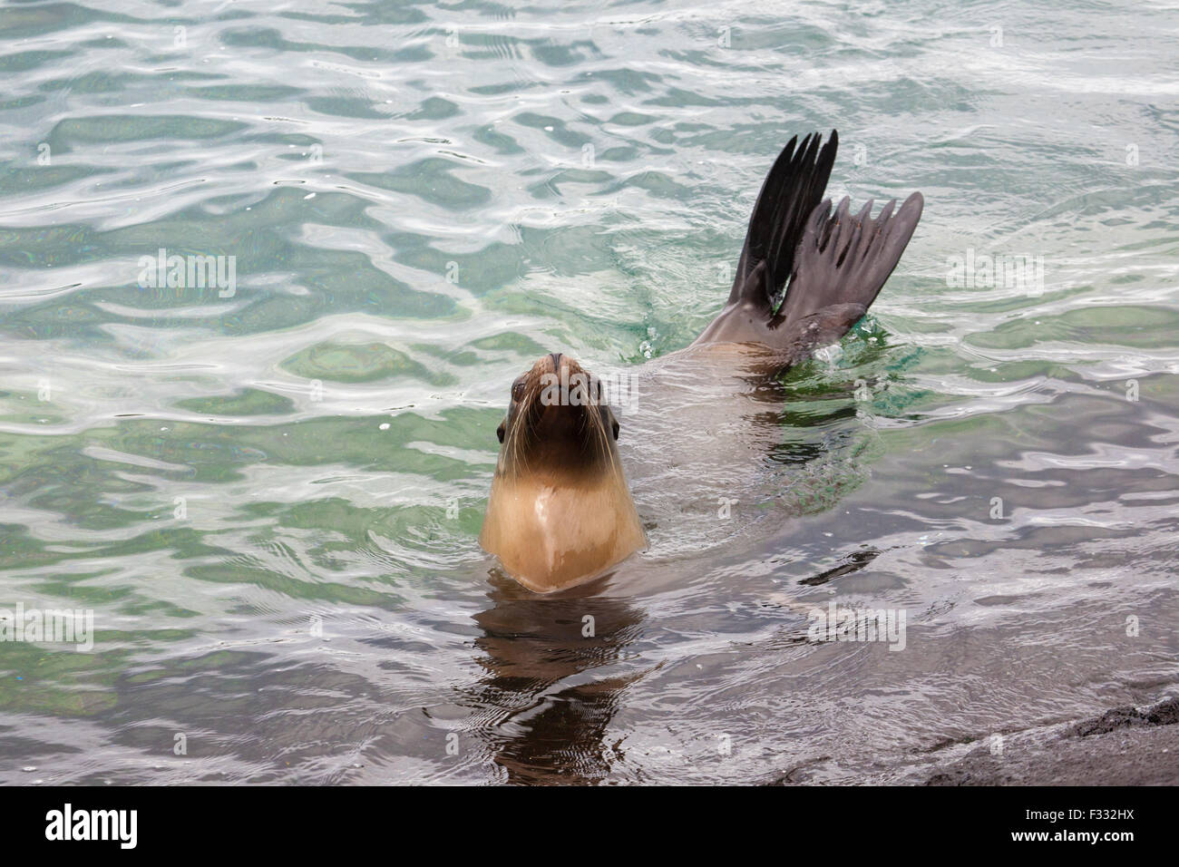 Le Galapagos Sea Lion (Zalophus wollebaeki) Foto Stock