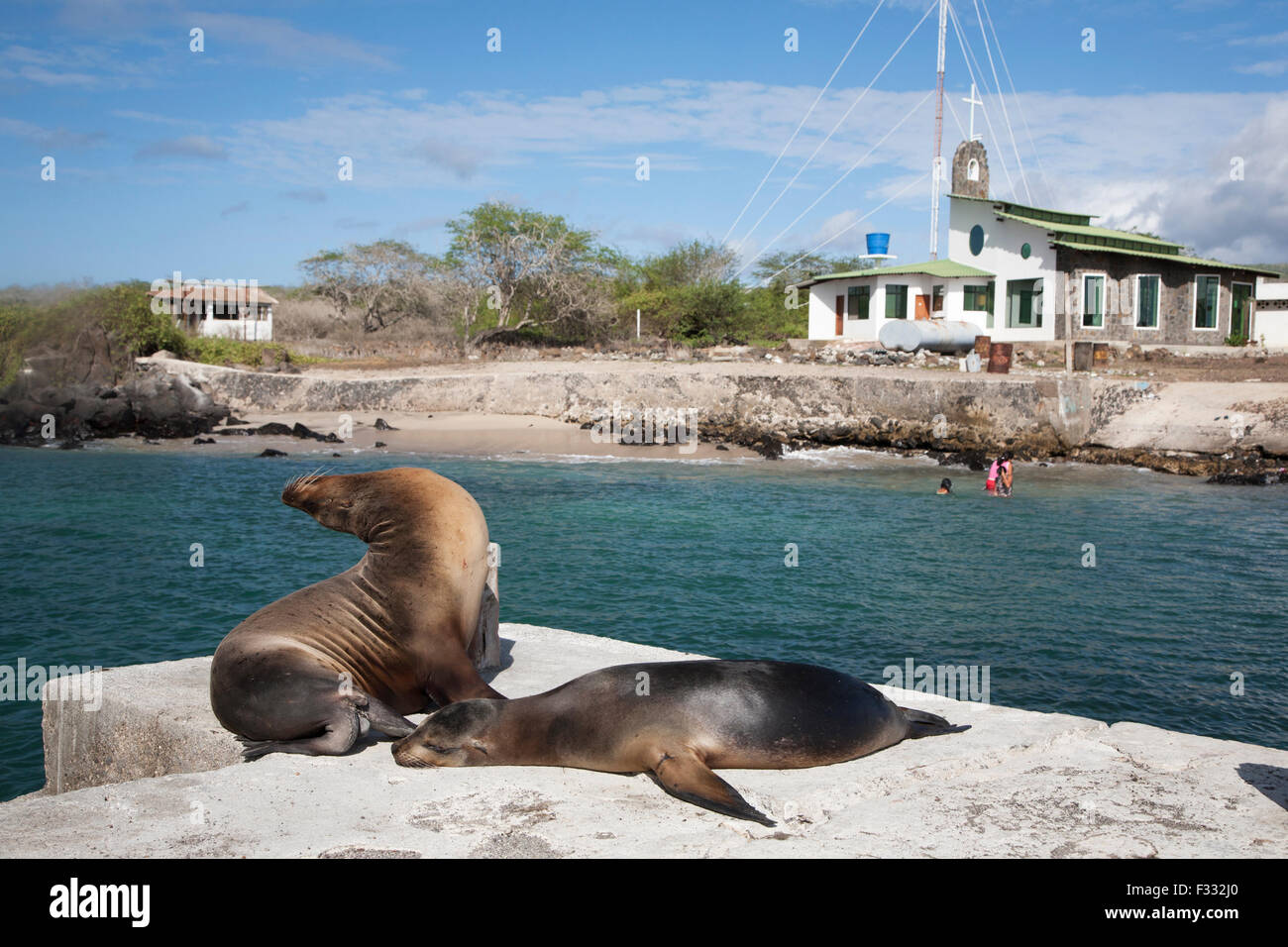 Galapagos Sea Lions snooze sul molo di Puerto Velasco Ibarra città a Floreana, la prima isola abitata dell'arcipelago. Zalophus wollebaeki Foto Stock