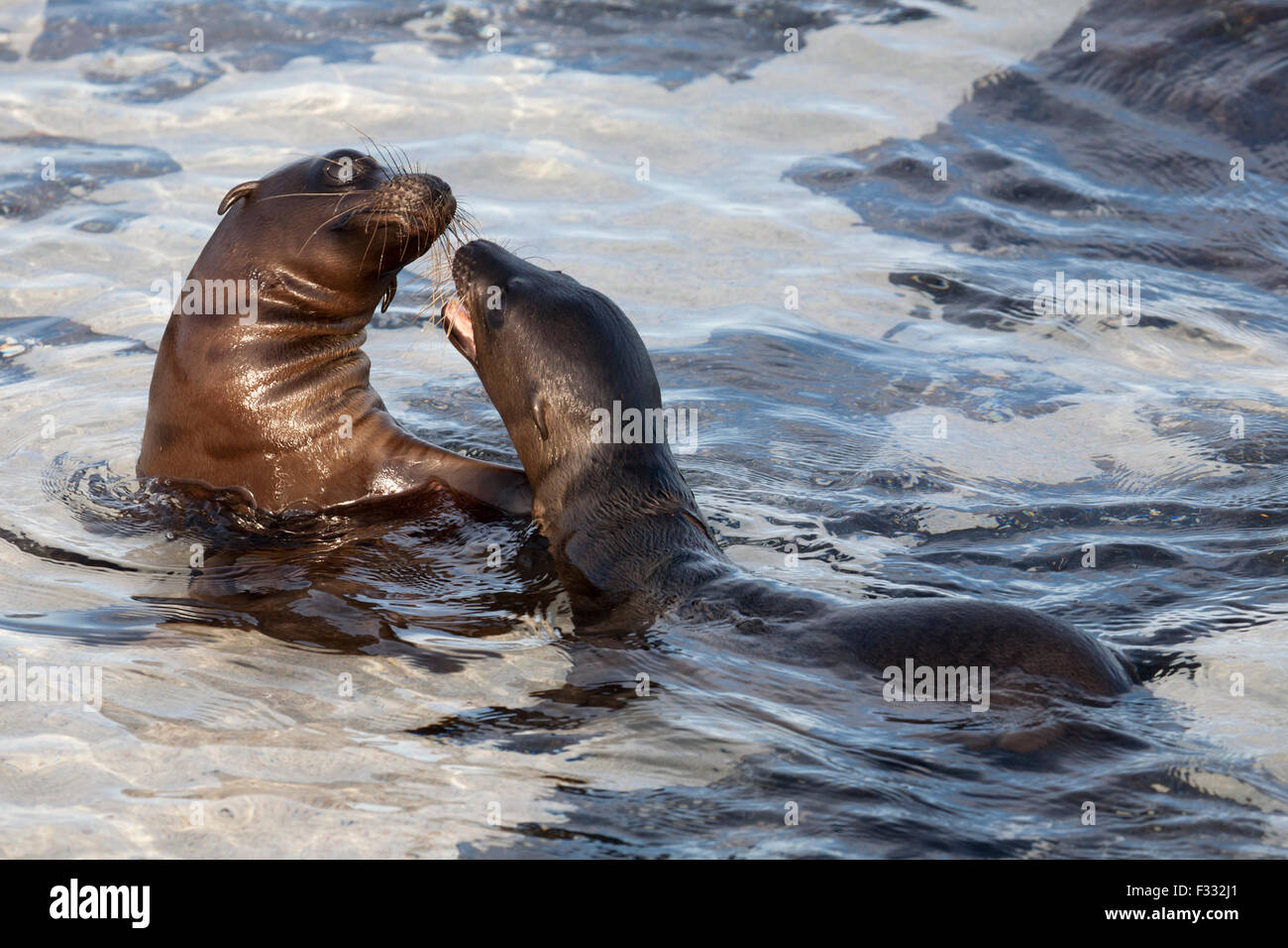 Le Galapagos i leoni di mare (Zalophus wollebaeki) giocando in ocean Foto Stock