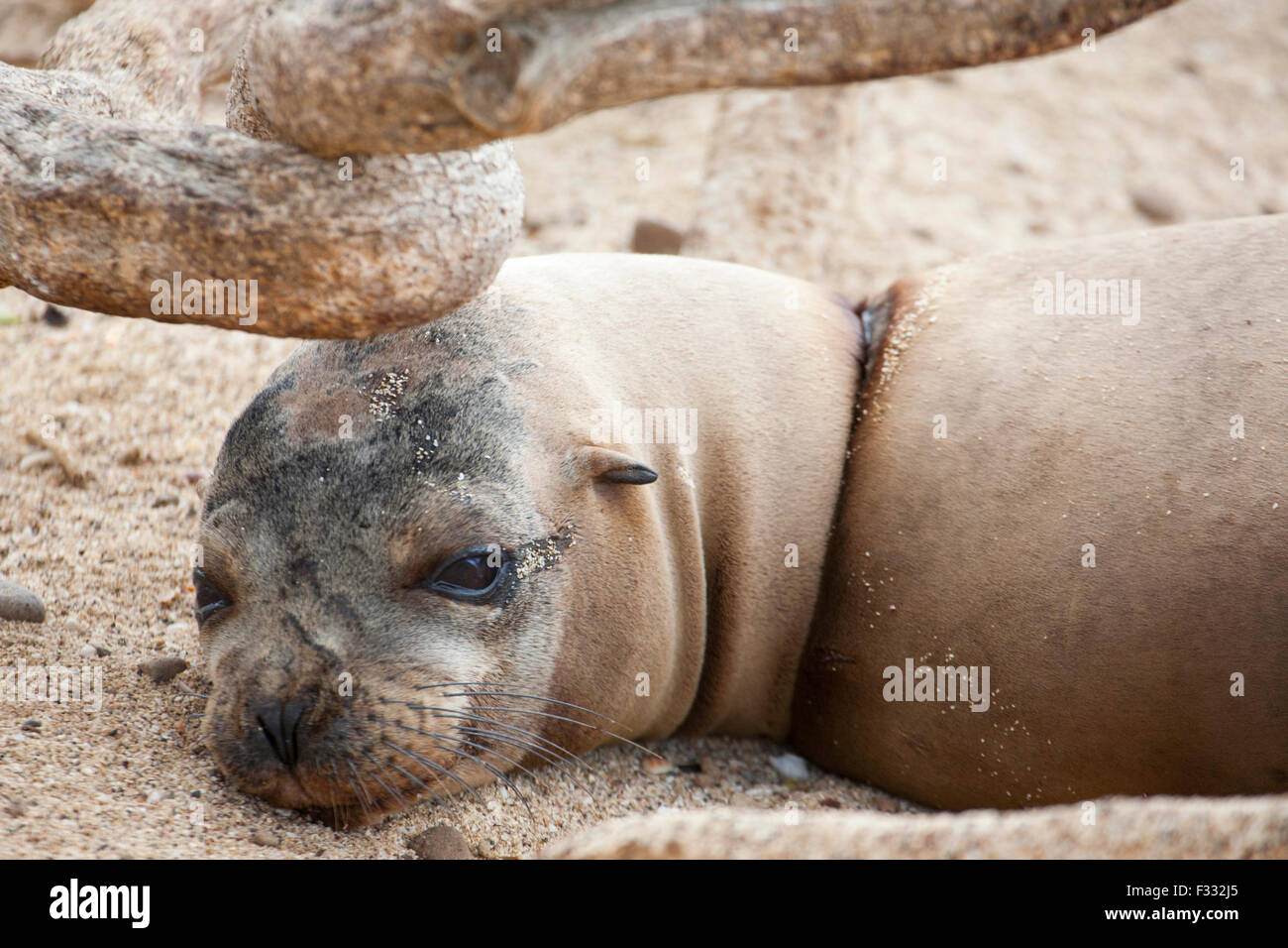 Le Galapagos Sea Lion (Zalophus wollebaeki) impigliato in una fune catturati attorno al collo Foto Stock