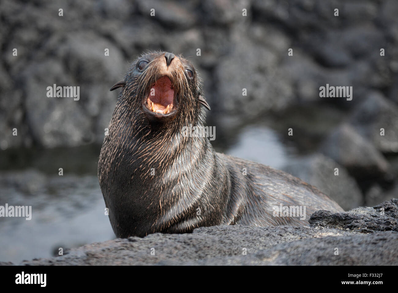 Gallo di Galapagos (Arctocephalus galapagoensis) che chiama, sulla costa dell'isola di Santiago, il Parco Nazionale delle Galapagos. Specie in pericolo. Foto Stock