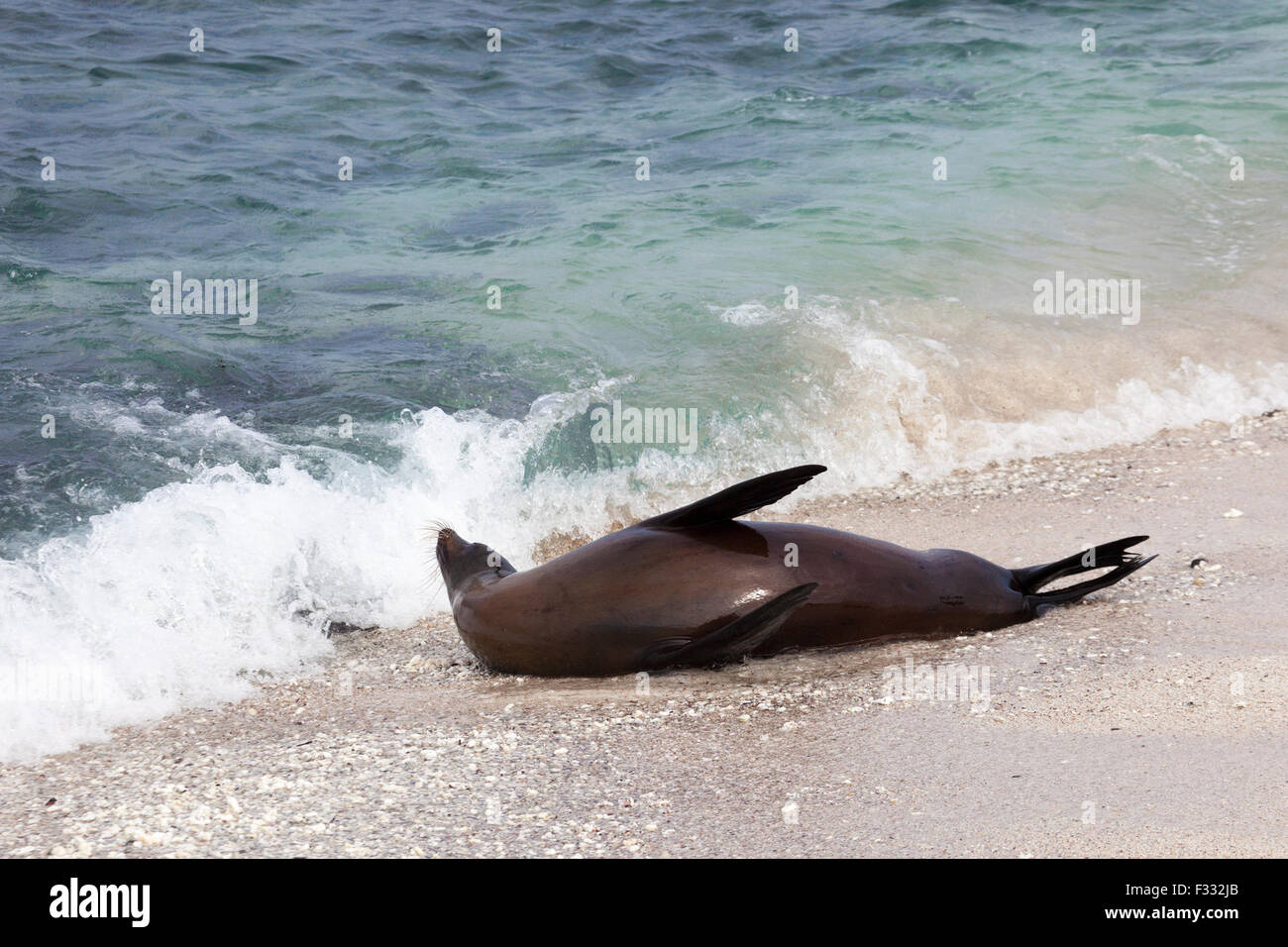 Le Galapagos Sea Lion (Zalophus wollebaeki) giocando nel litorale surf Foto Stock