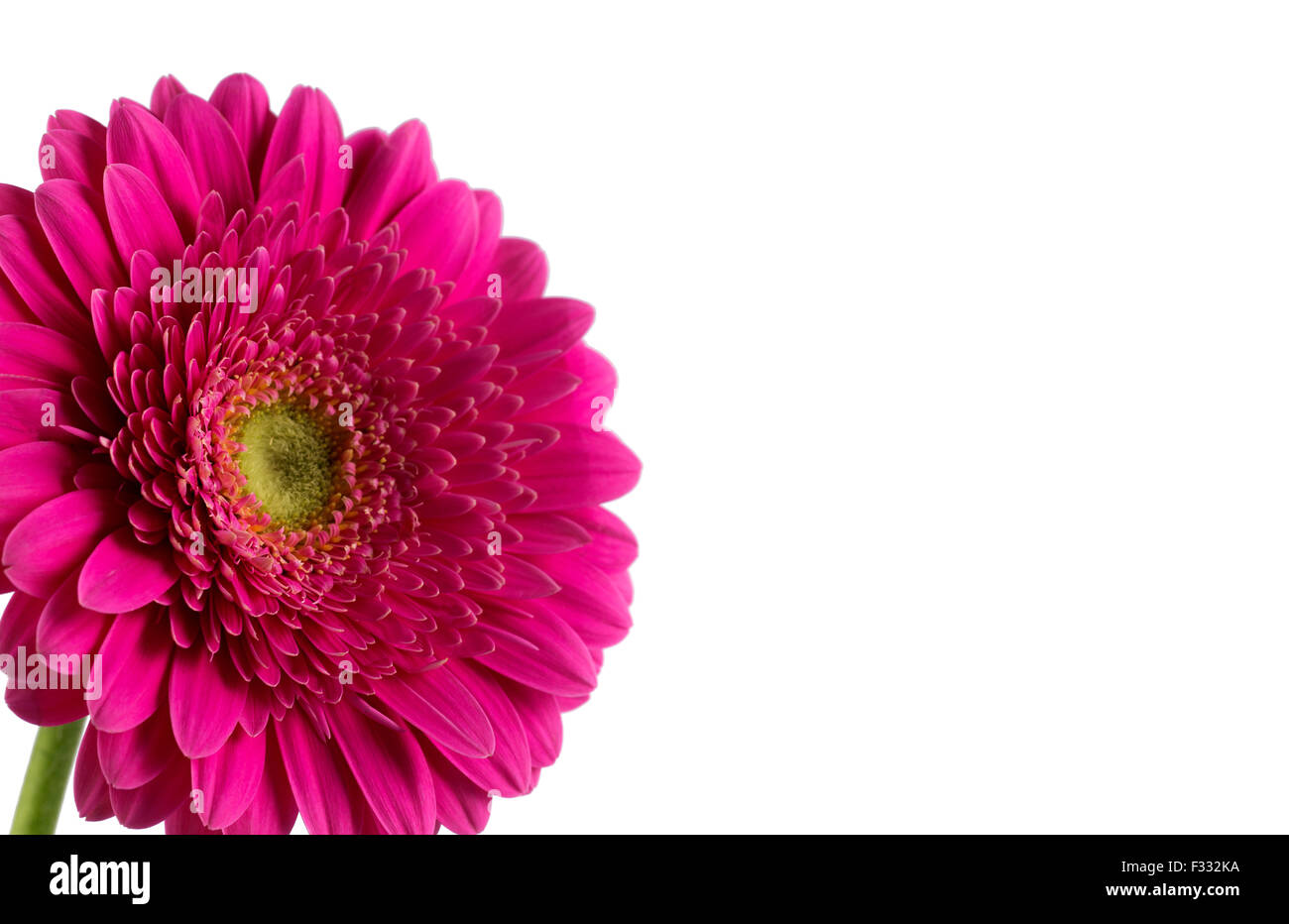 Daisy Gerbera fiore sul bianco. Foto Stock