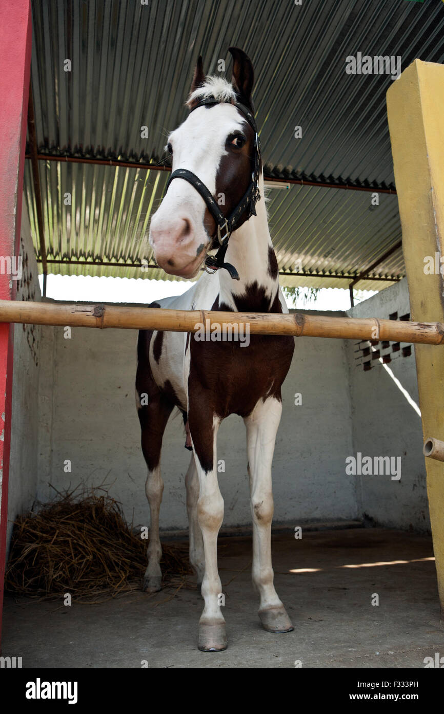 Cavallo nella stalla Foto Stock