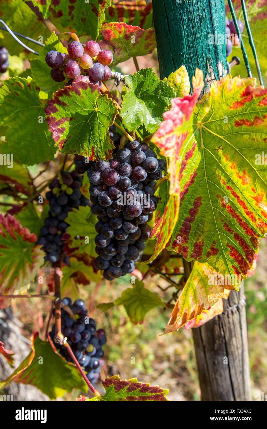 Vigneto Rüdesheimer Berg, vino bianco uva, Rudesheim, Rheingau, valle del Reno, Germania Foto Stock