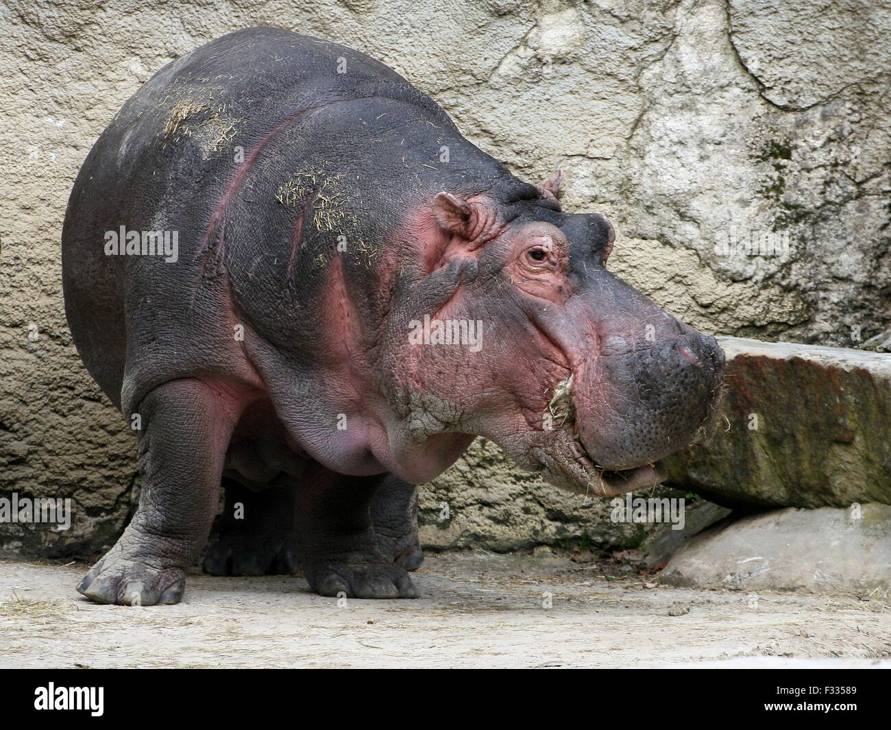 Alimentare africana di Ippona (Hippopotamus amphibius) in close-up Foto Stock