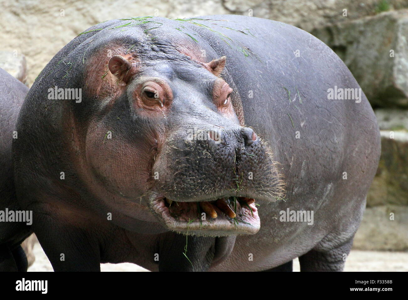 Sorridente africana di Ippona (Hippopotamus amphibius) Foto Stock
