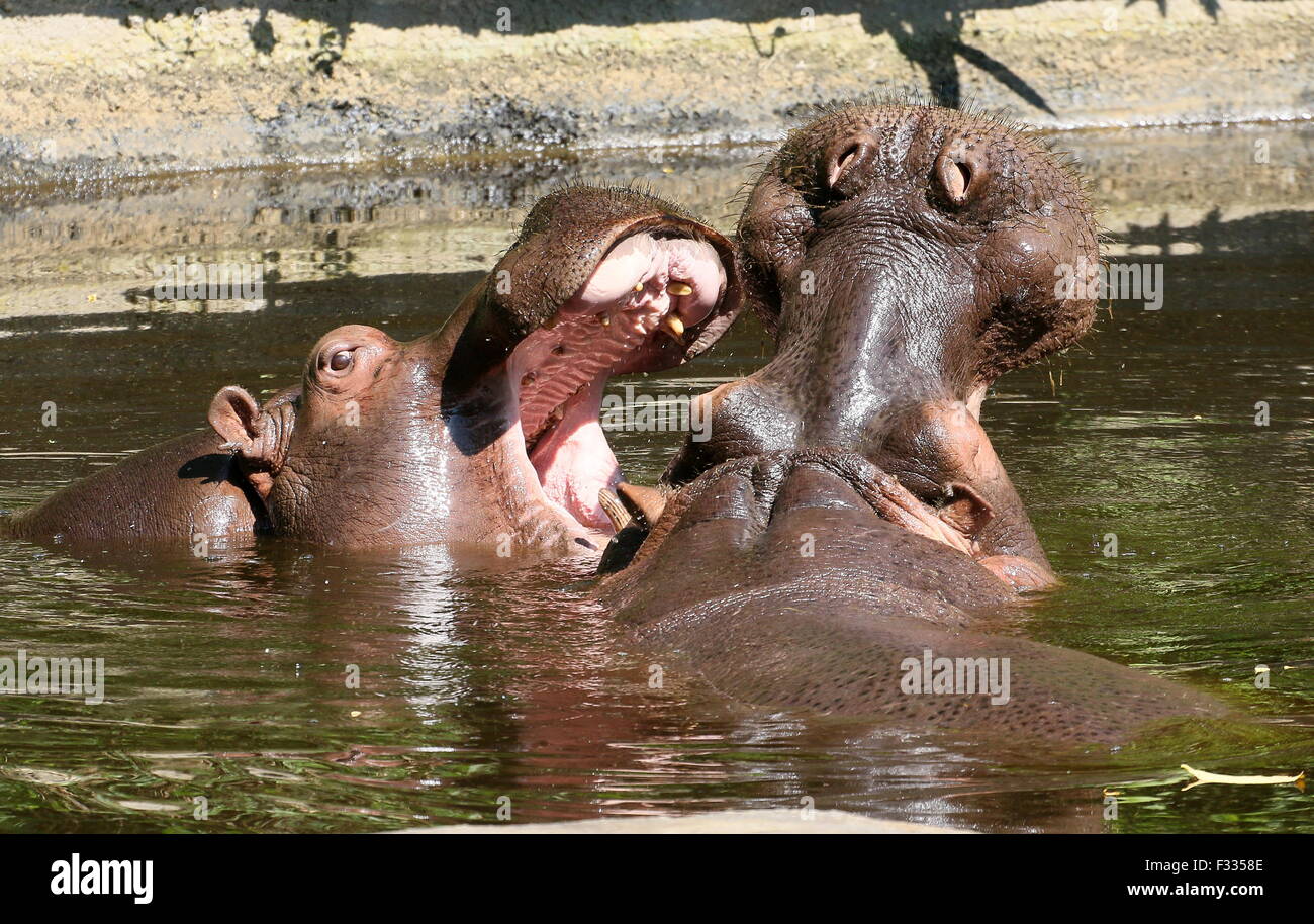 Combattimenti coppia femminile di ippopotami africani (Hippopotamus amphibius) Foto Stock