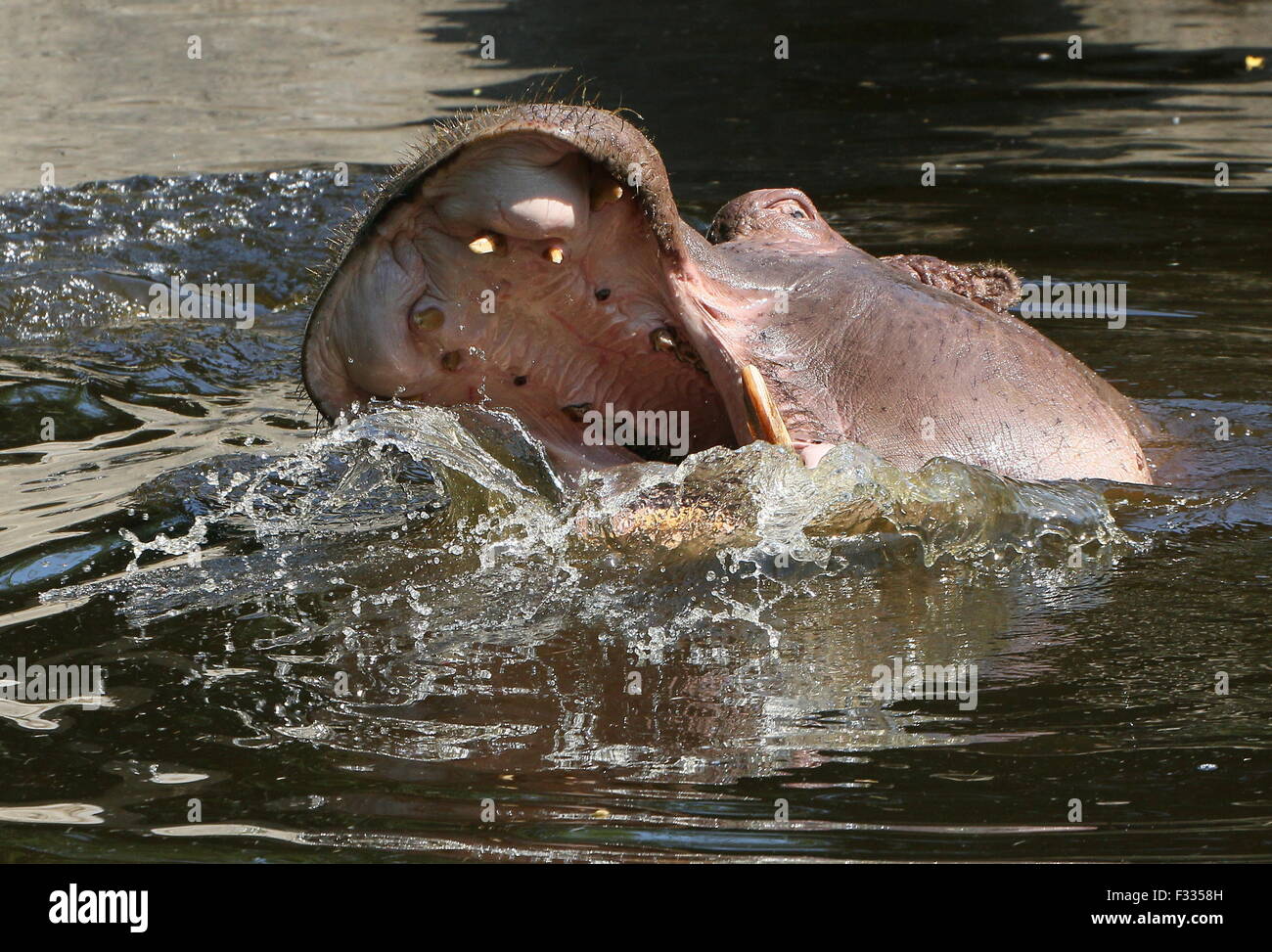 Affiorante temperamental africana di Ippona (Hippopotamus amphibius), le ganasce aperte Foto Stock