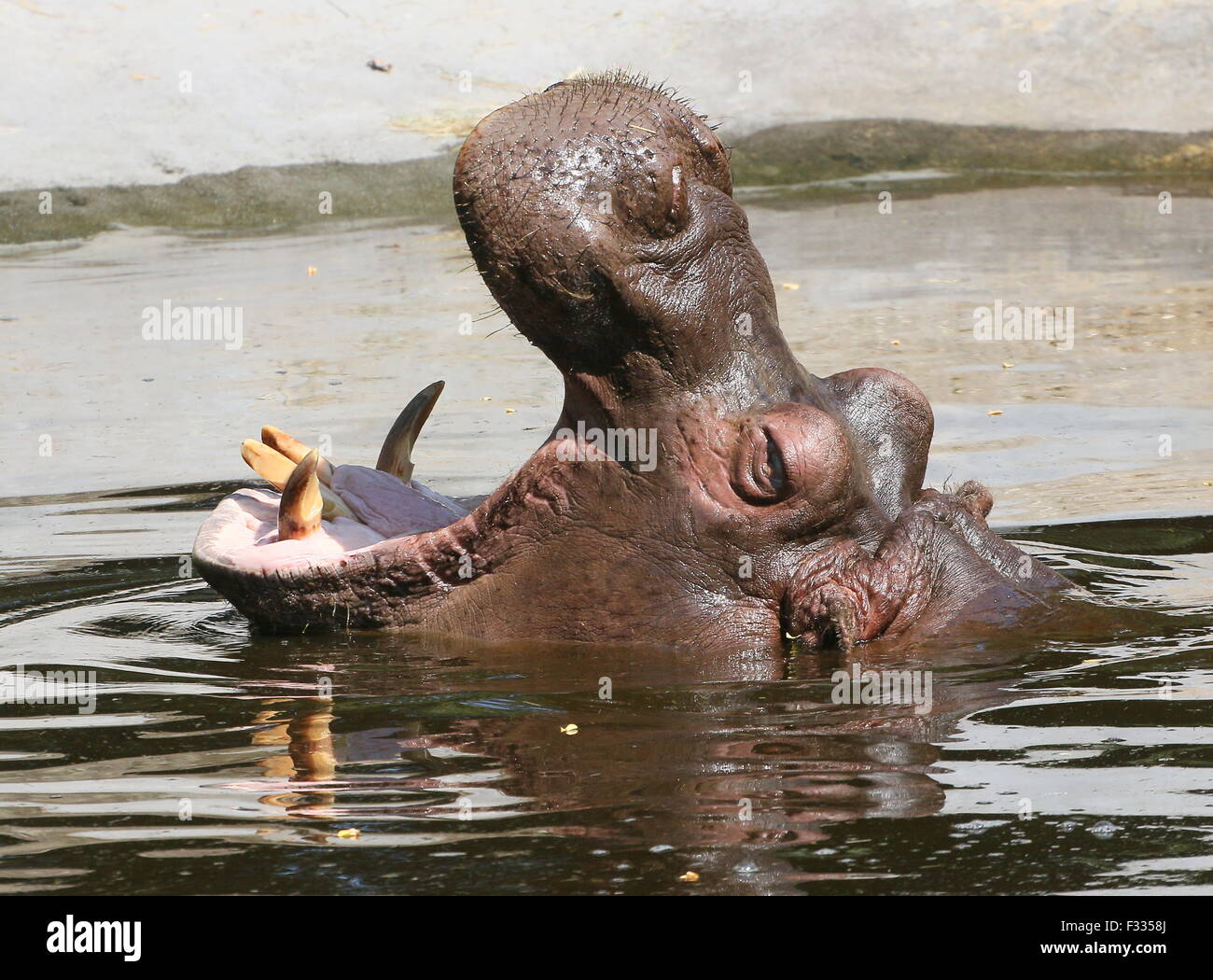 African Ippona (Hippopotamus amphibius) in close-up, allevamento a testa alta fuori dall'acqua Foto Stock