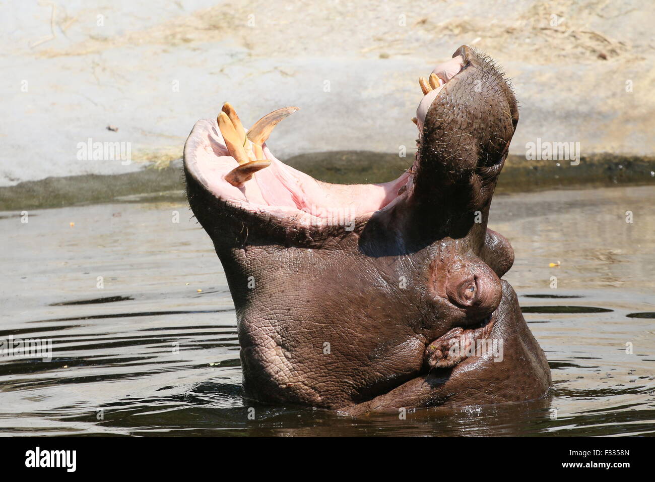 Muggito africana di Ippona (Hippopotamus amphibius) in close-up, allevamento a testa alta fuori dall'acqua Foto Stock
