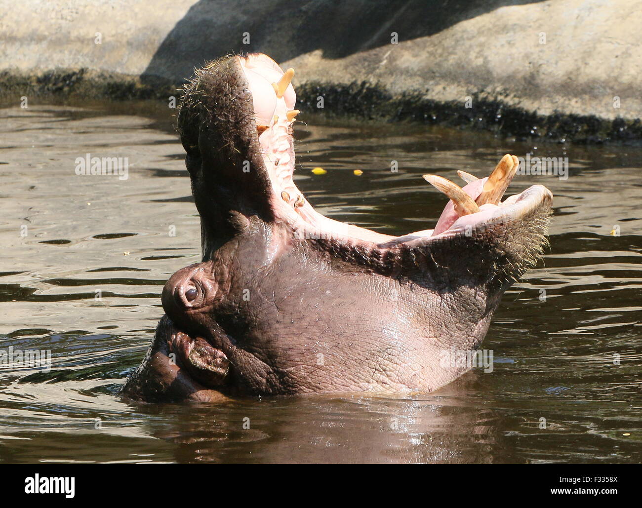 African Ippona (Hippopotamus amphibius) in close-up, allevamento a testa alta fuori dall'acqua Foto Stock