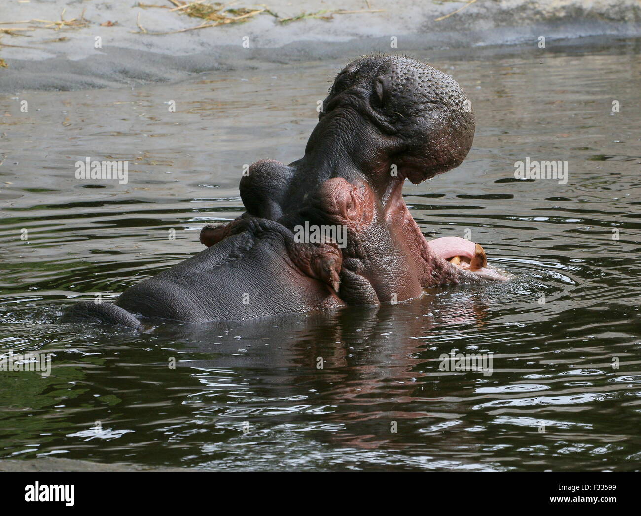 African Ippona (Hippopotamus amphibius) in close-up, allevamento a testa alta fuori dall'acqua Foto Stock