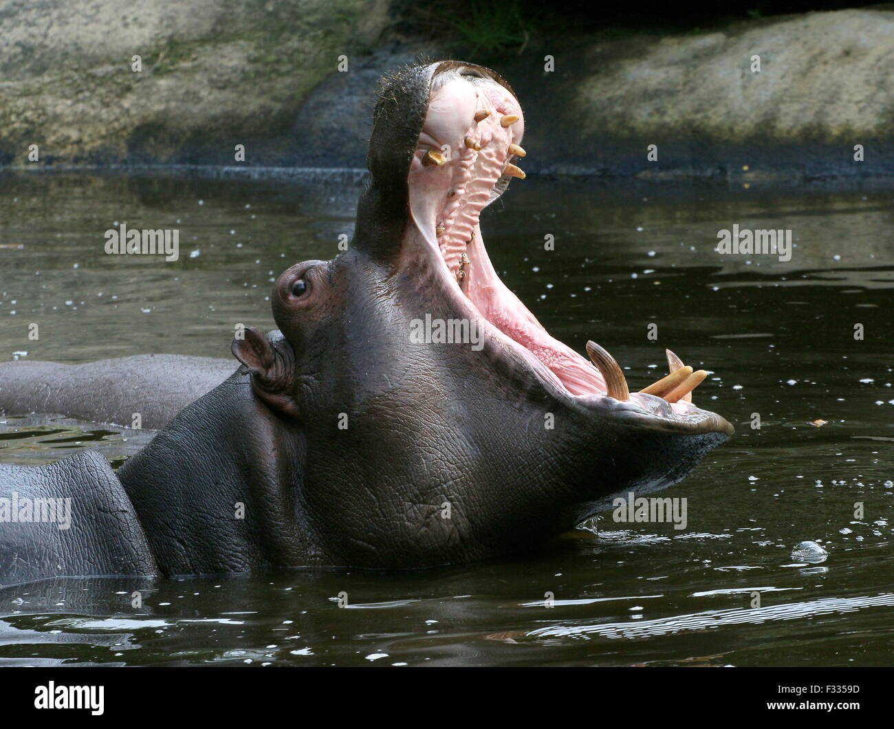 Arrabbiato muggito africana di Ippona (Hippopotamus amphibius) Foto Stock