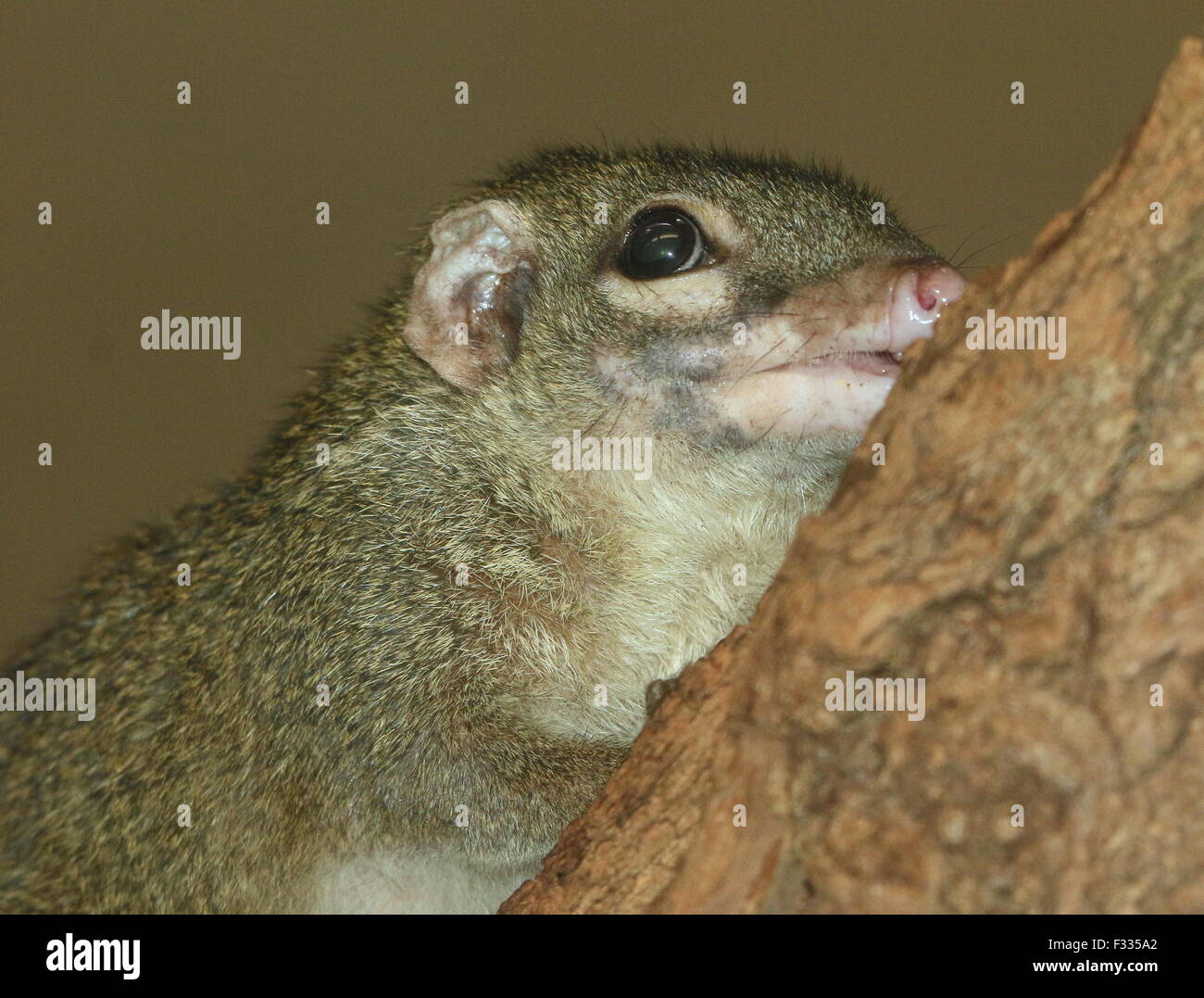 Sud-est asiatico albero comune Megera (Tupaia glis) Foto Stock