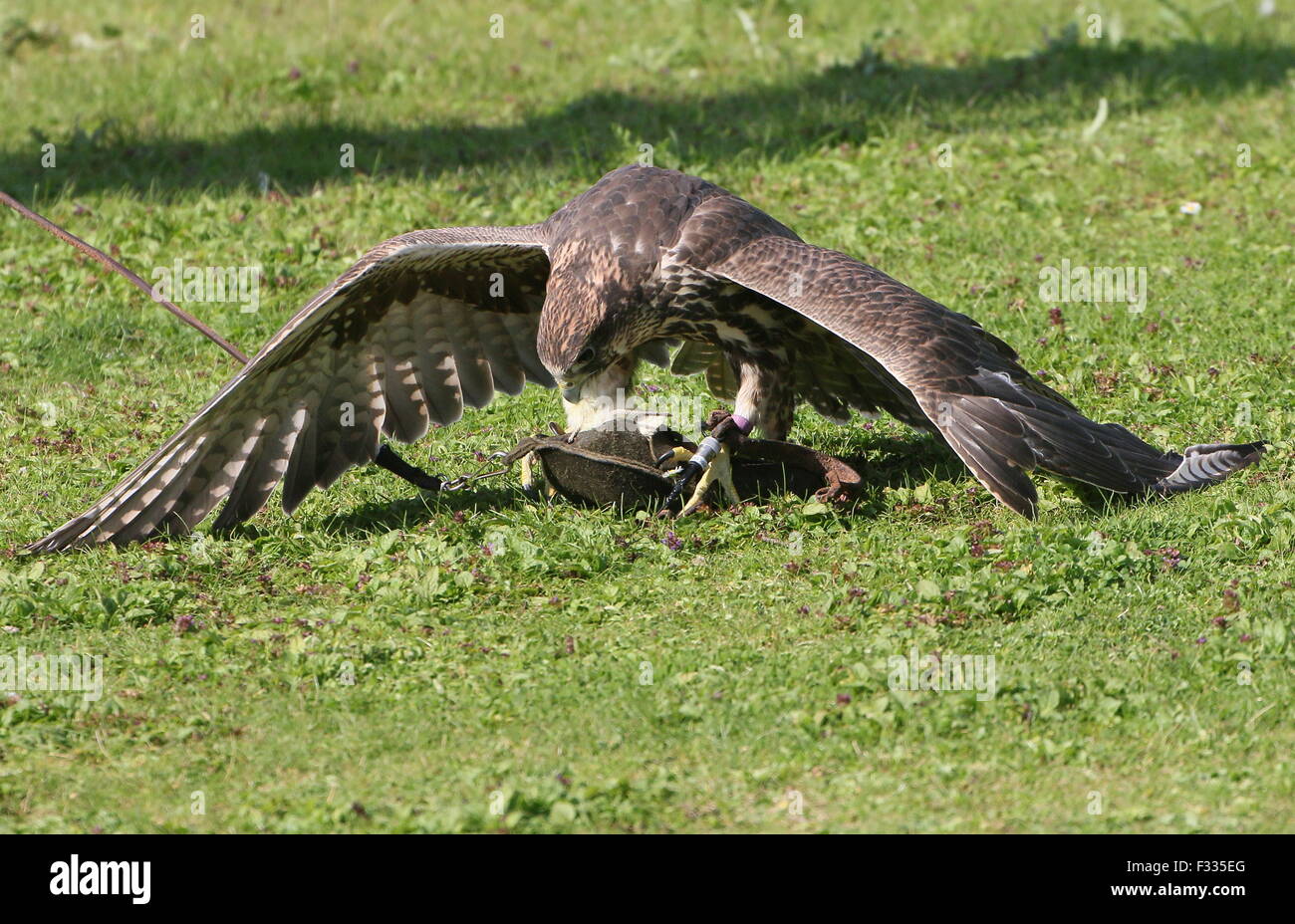 Saker falcon alimentazione sulle esche a corda durante il canto di un uccello da preda mostrano a Hilvarenbeek Beekse Bergen Zoo, Paesi Bassi Foto Stock